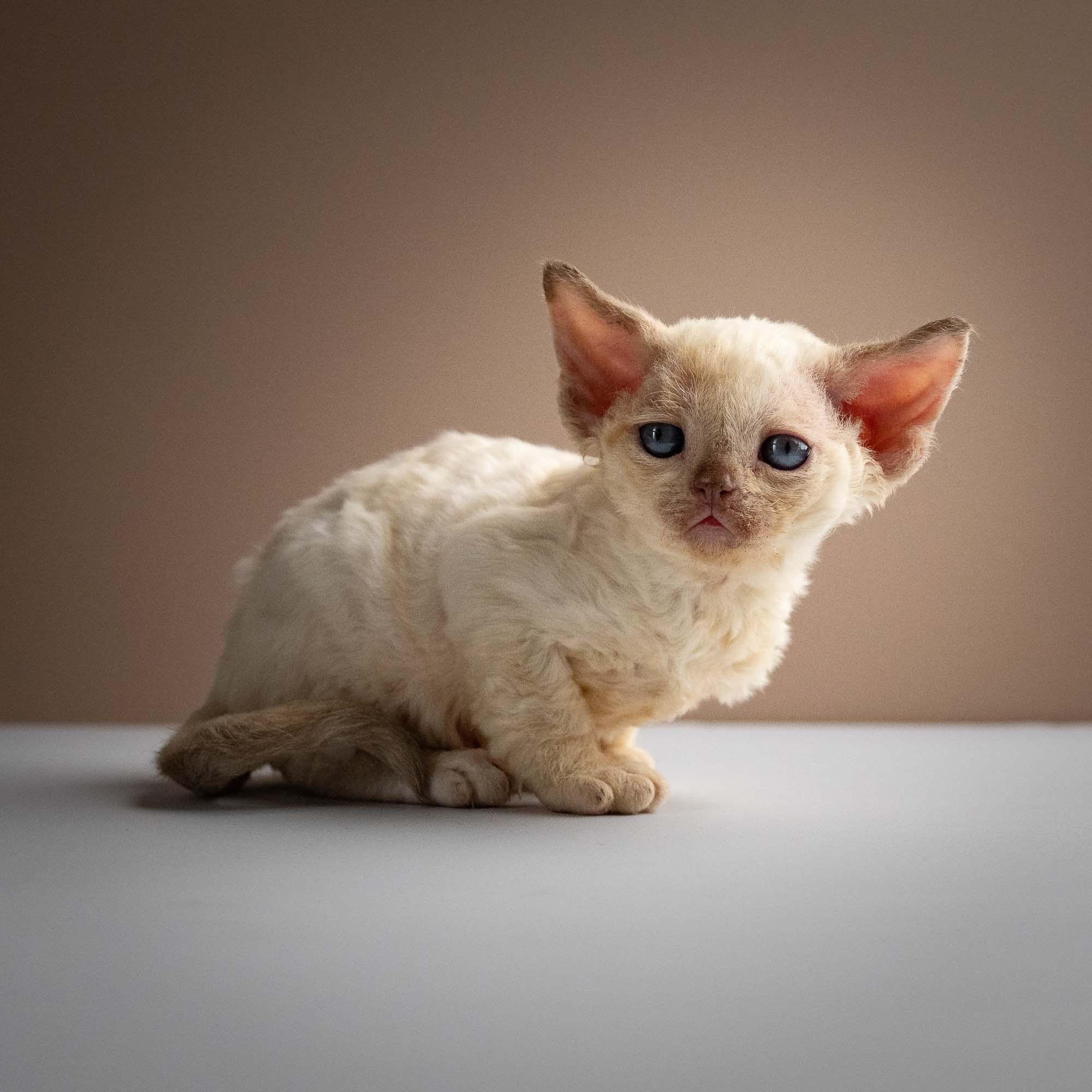 Rosalie,  girl, born 05.08.26. Devon Rex Pixie Cattery
