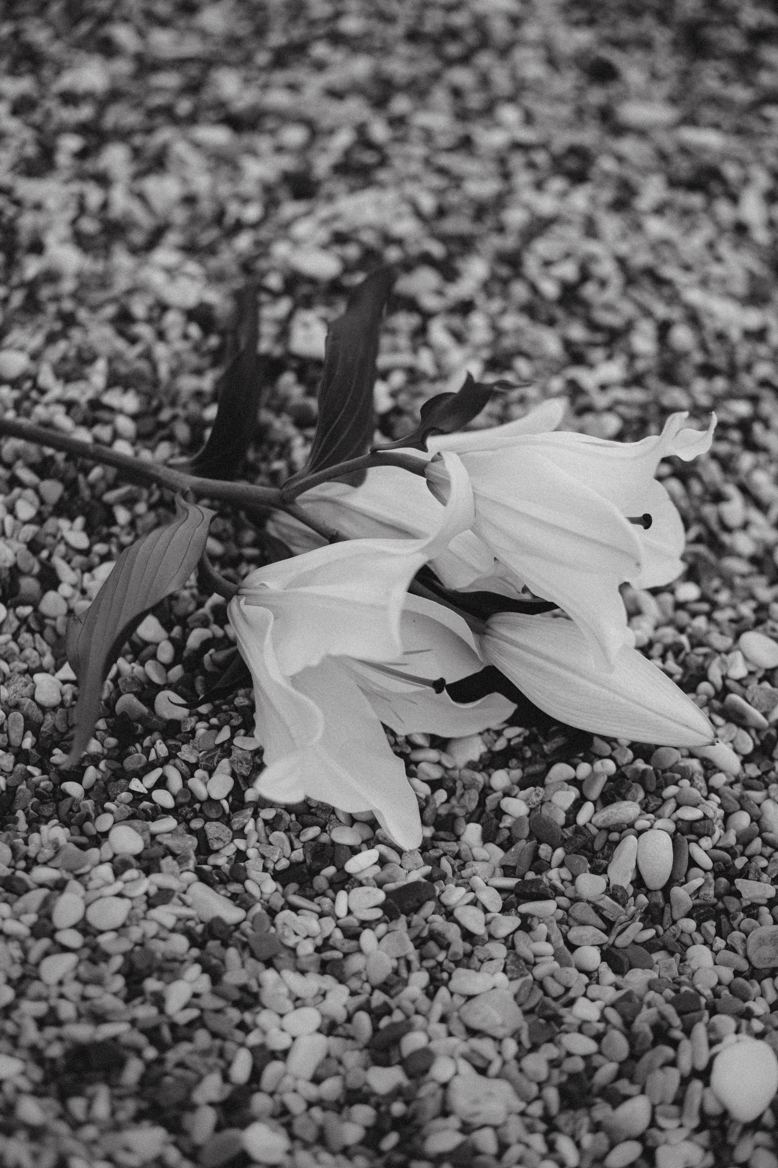 Катя с лилией. Фотограф Мила Ромашкина