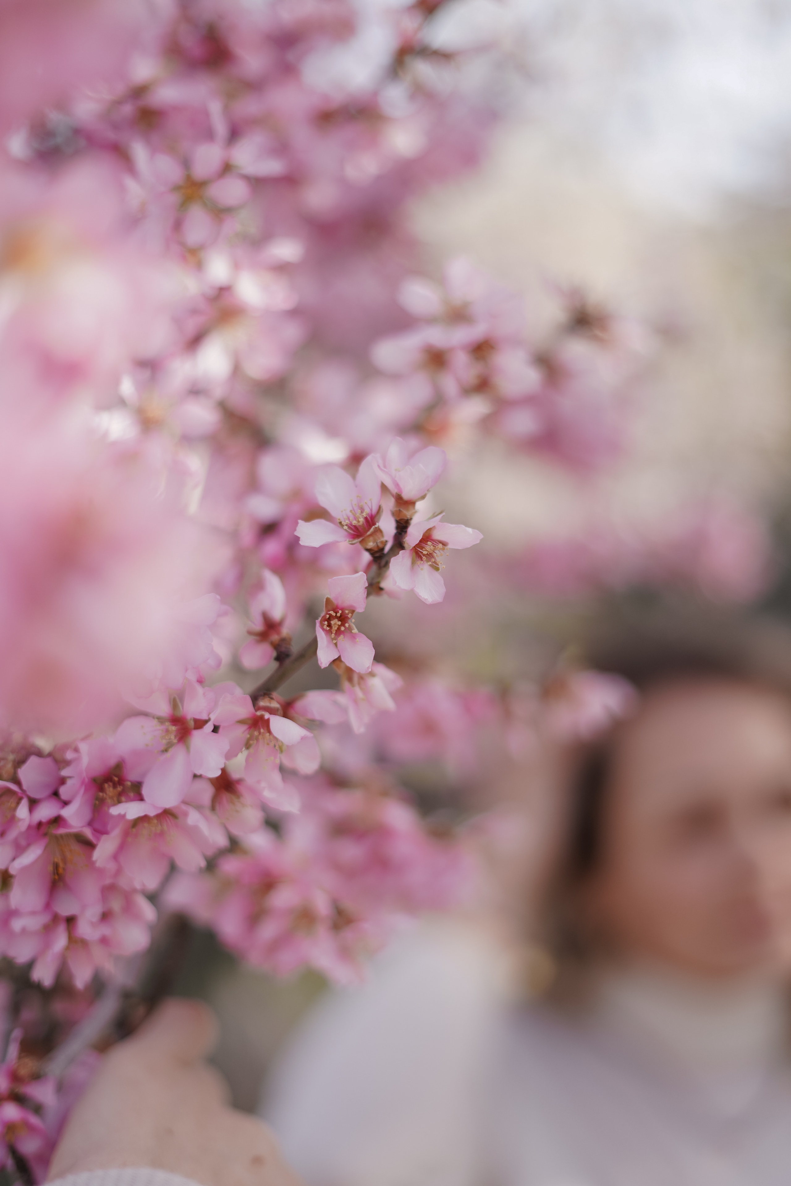 Almendros florecidos. Familia. Fotografo familiar, bodas, reportaje Diana Memetova Alicante, Benidorm