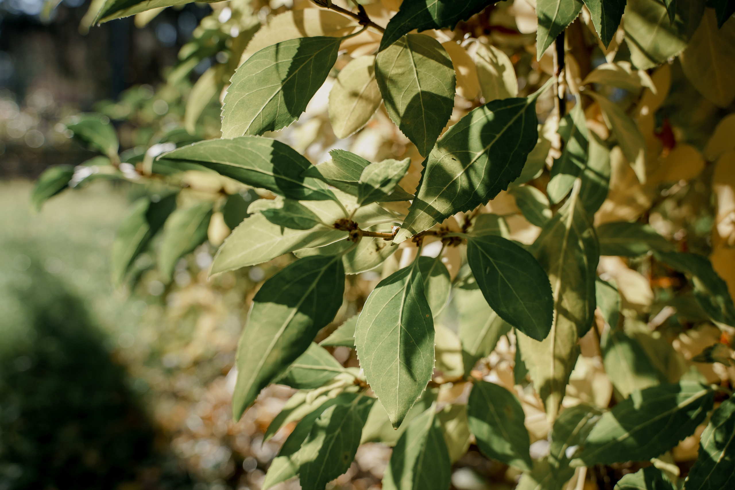 Максим и Анжелика. Orange County Wedding Photographer & Videographer | Candid & Timeless Wedding Photo + Video | Italiantsev