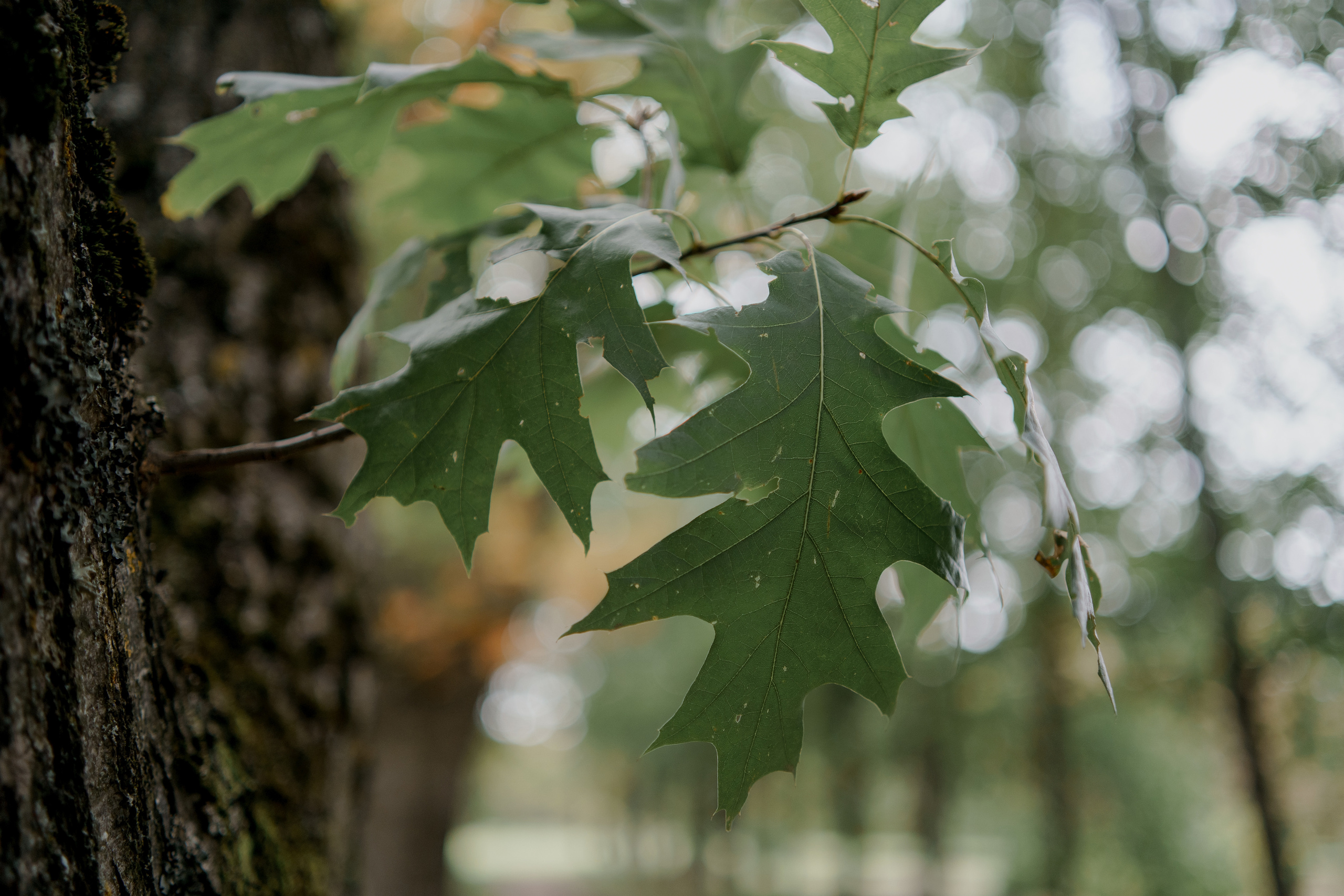Максим и Алина. Orange County Wedding Photographer & Videographer | Candid & Timeless Wedding Photo + Video | Italiantsev