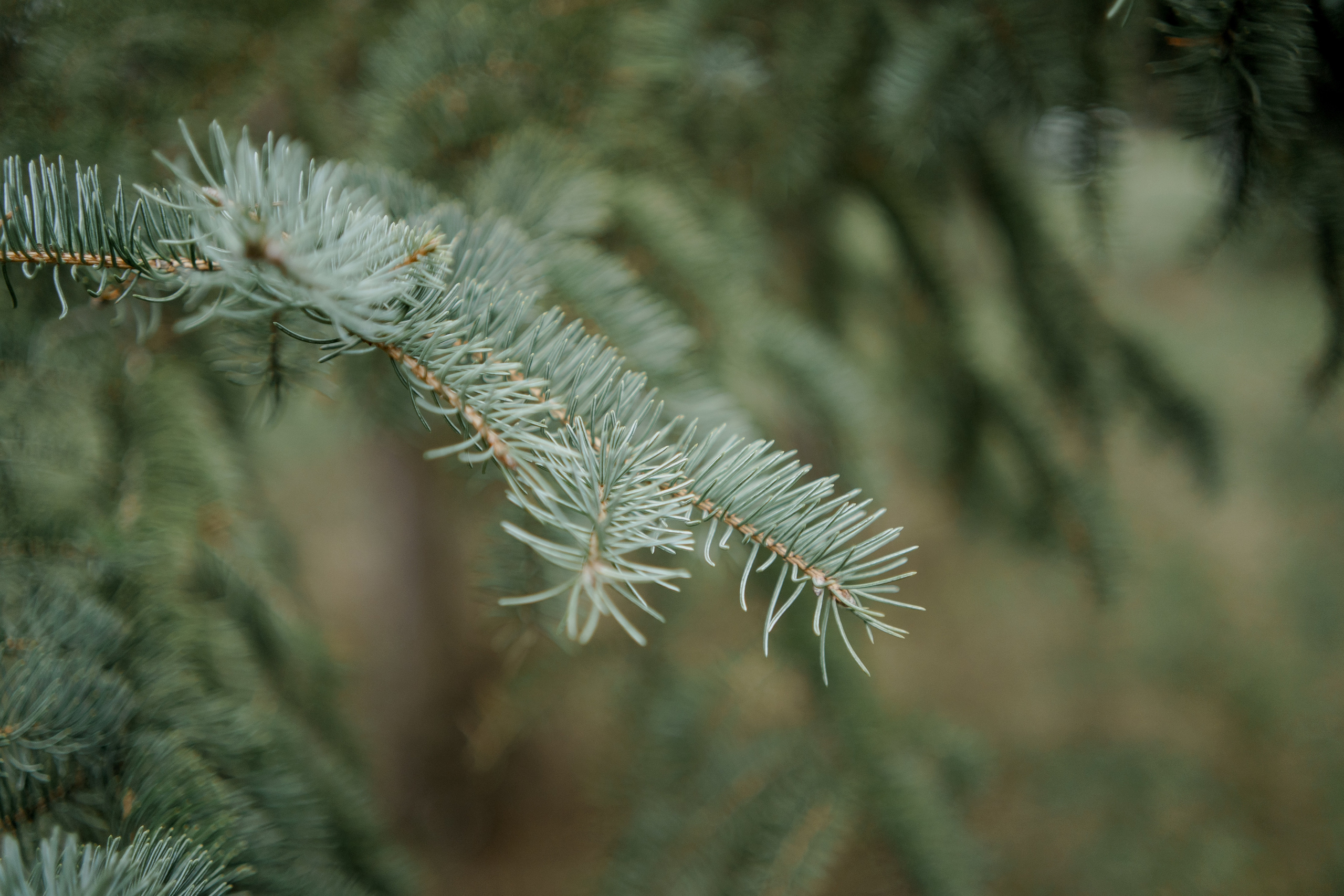 Павел и Полина. Orange County Wedding Photographer & Videographer | Candid & Timeless Wedding Photo + Video | Italiantsev