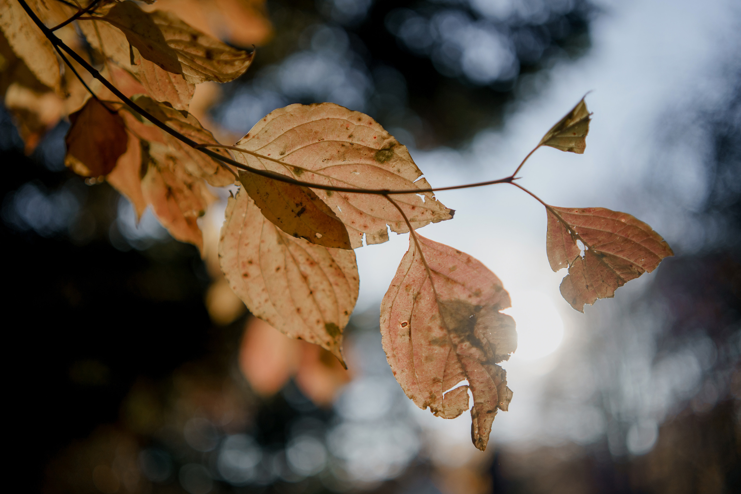 Максим и Анжелика. Orange County Wedding Photographer & Videographer | Candid & Timeless Wedding Photo + Video | Italiantsev