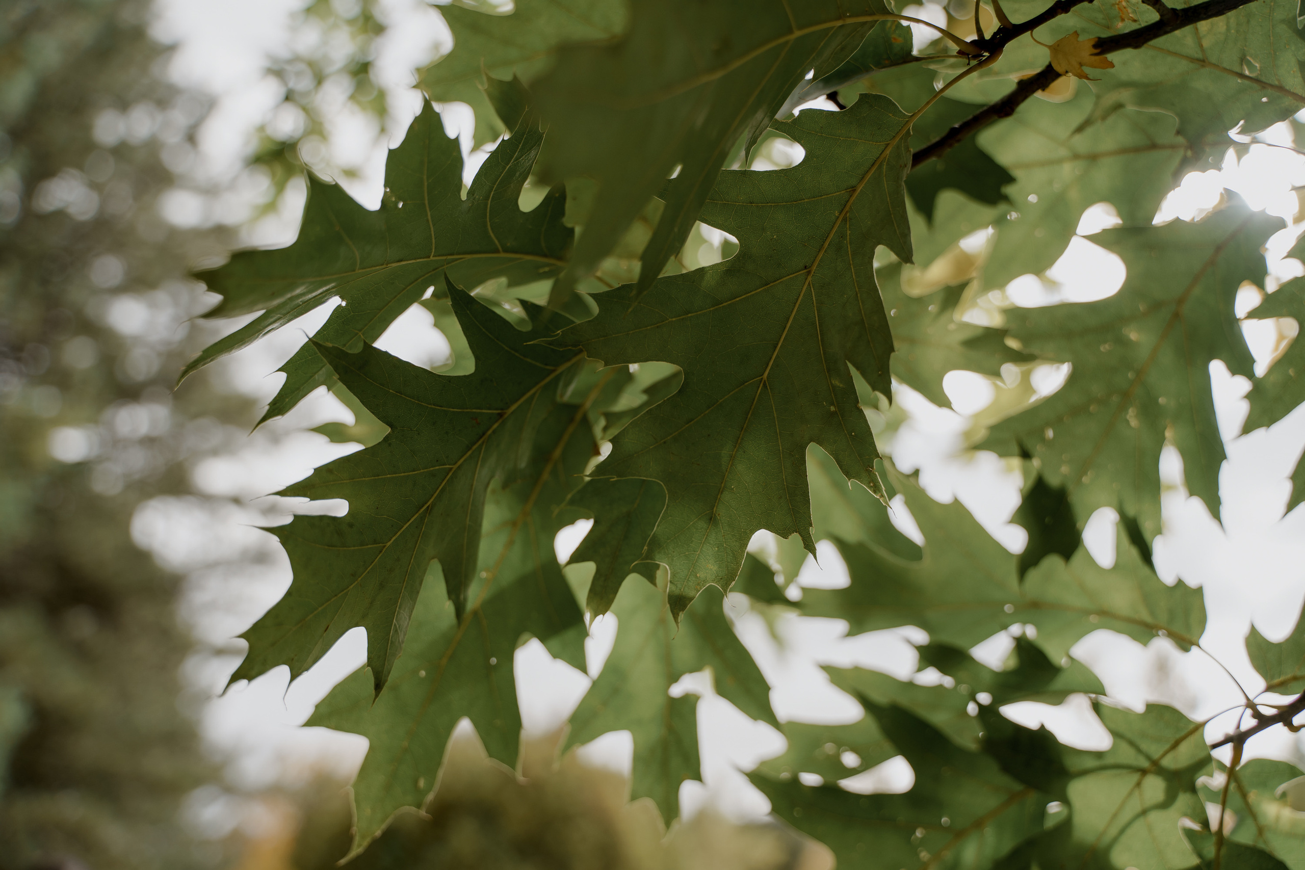 Ярослав и Екатерина. Orange County Wedding Photographer & Videographer | Candid & Timeless Wedding Photo + Video | Italiantsev