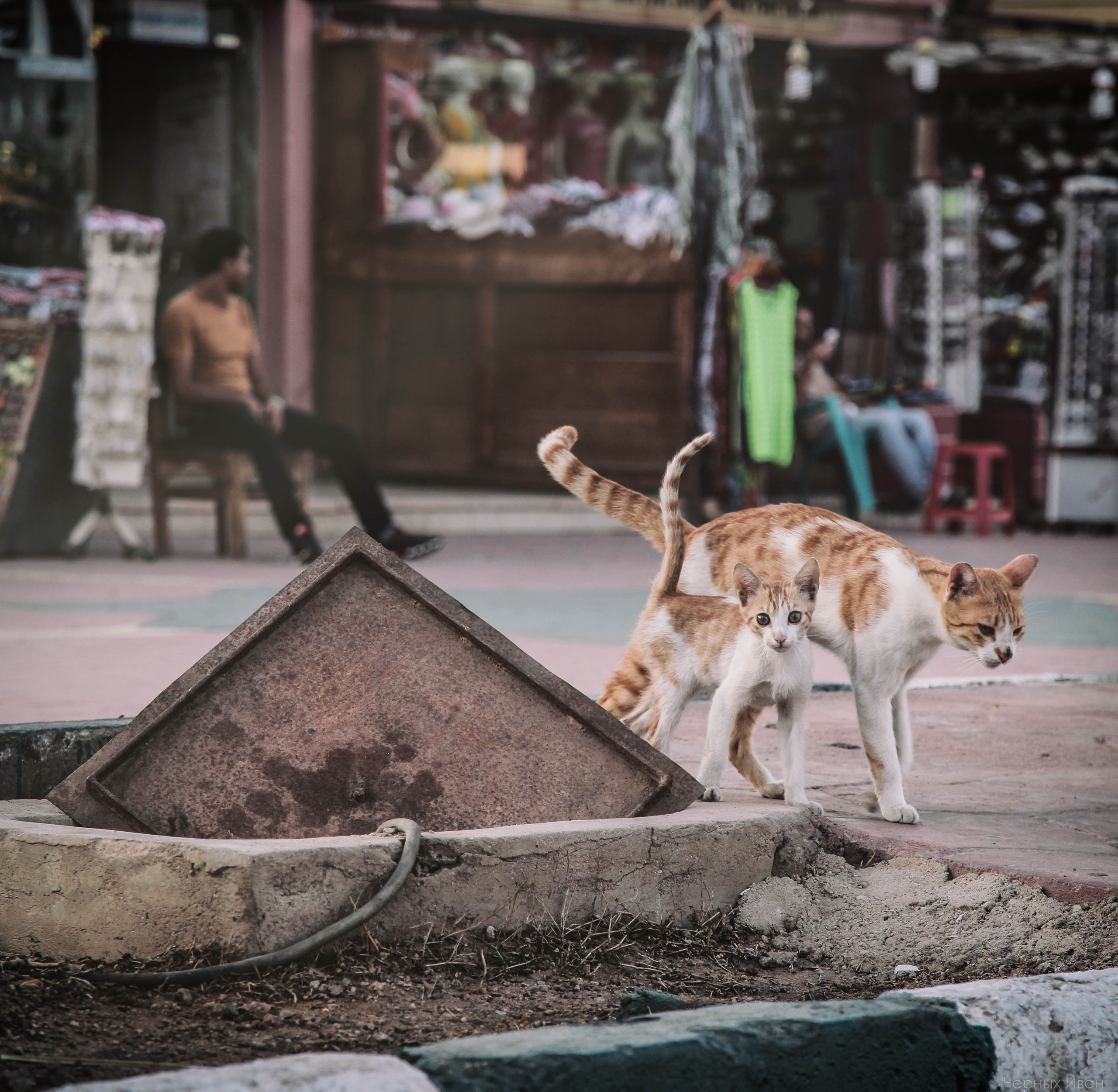 Кот шпедингера. Стрит-фотография, полная абсурда, идиотизма и красоты