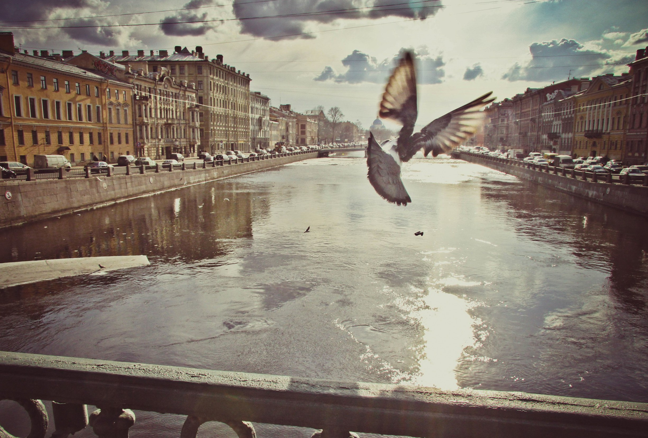 Пернатый психоз. Стрит-фотография, полная абсурда, идиотизма и красоты