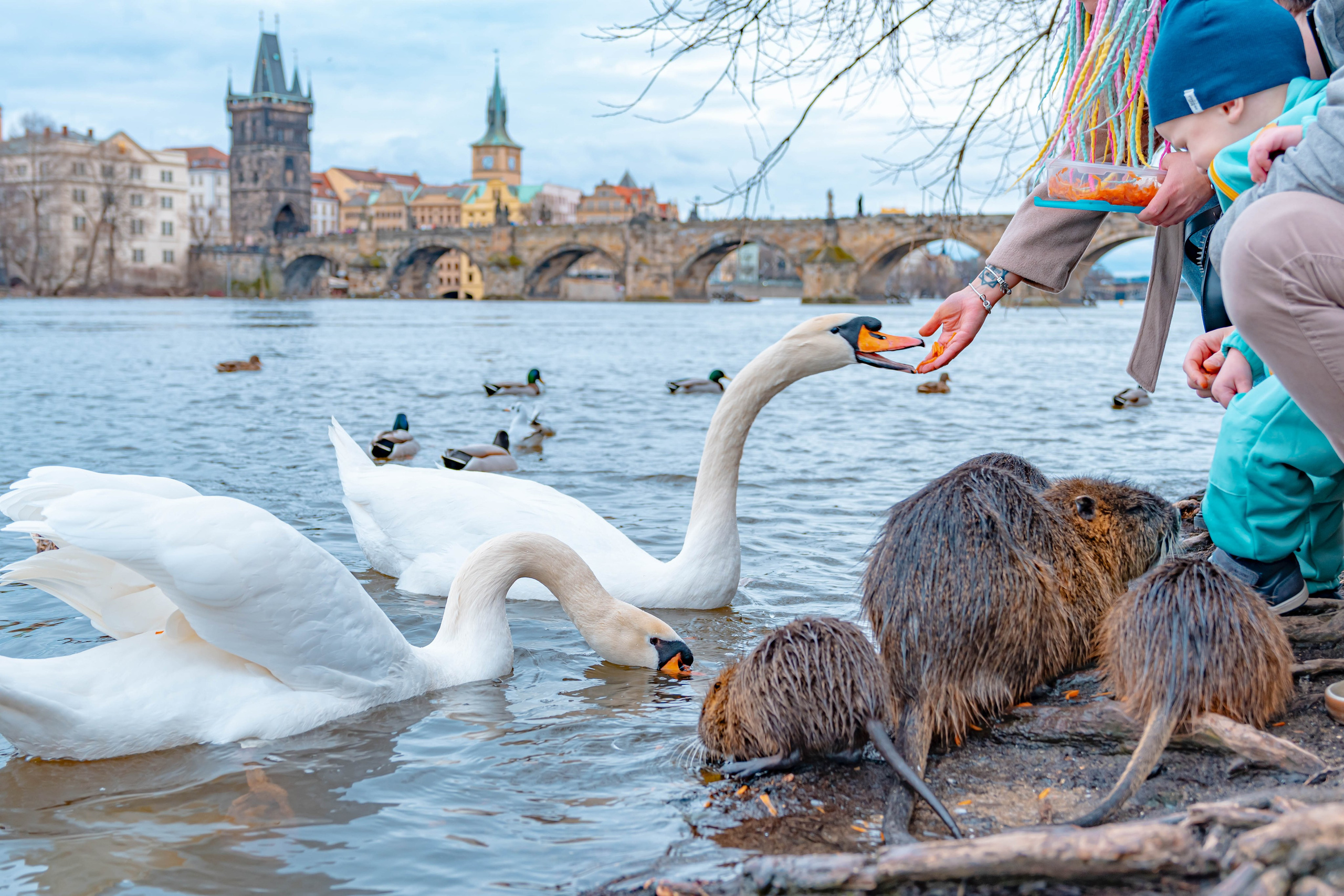 Praga, Febrero 2024. Alba del Norte Studio