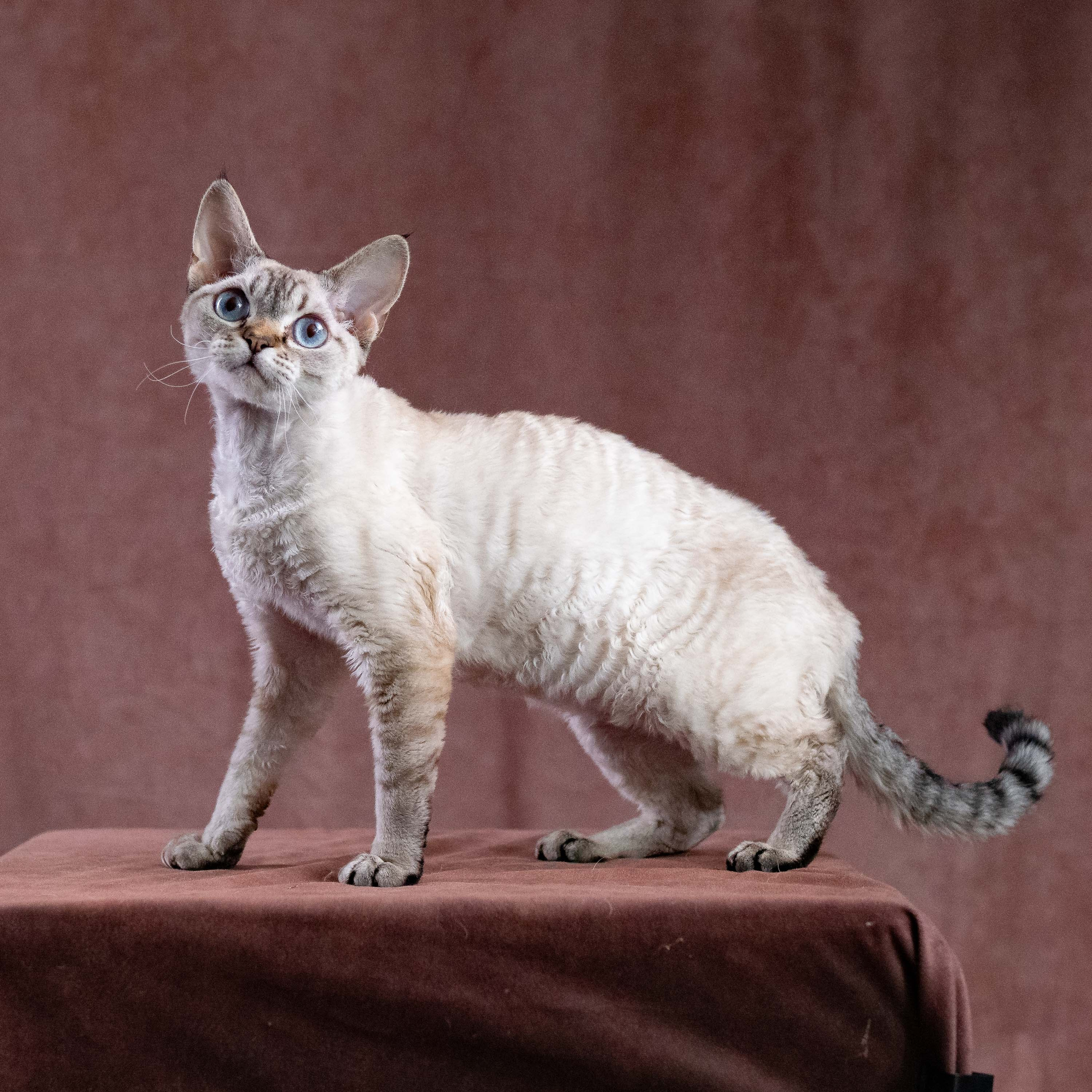 CH Txelfkatz Lolly. Devon Rex Pixie Cattery
