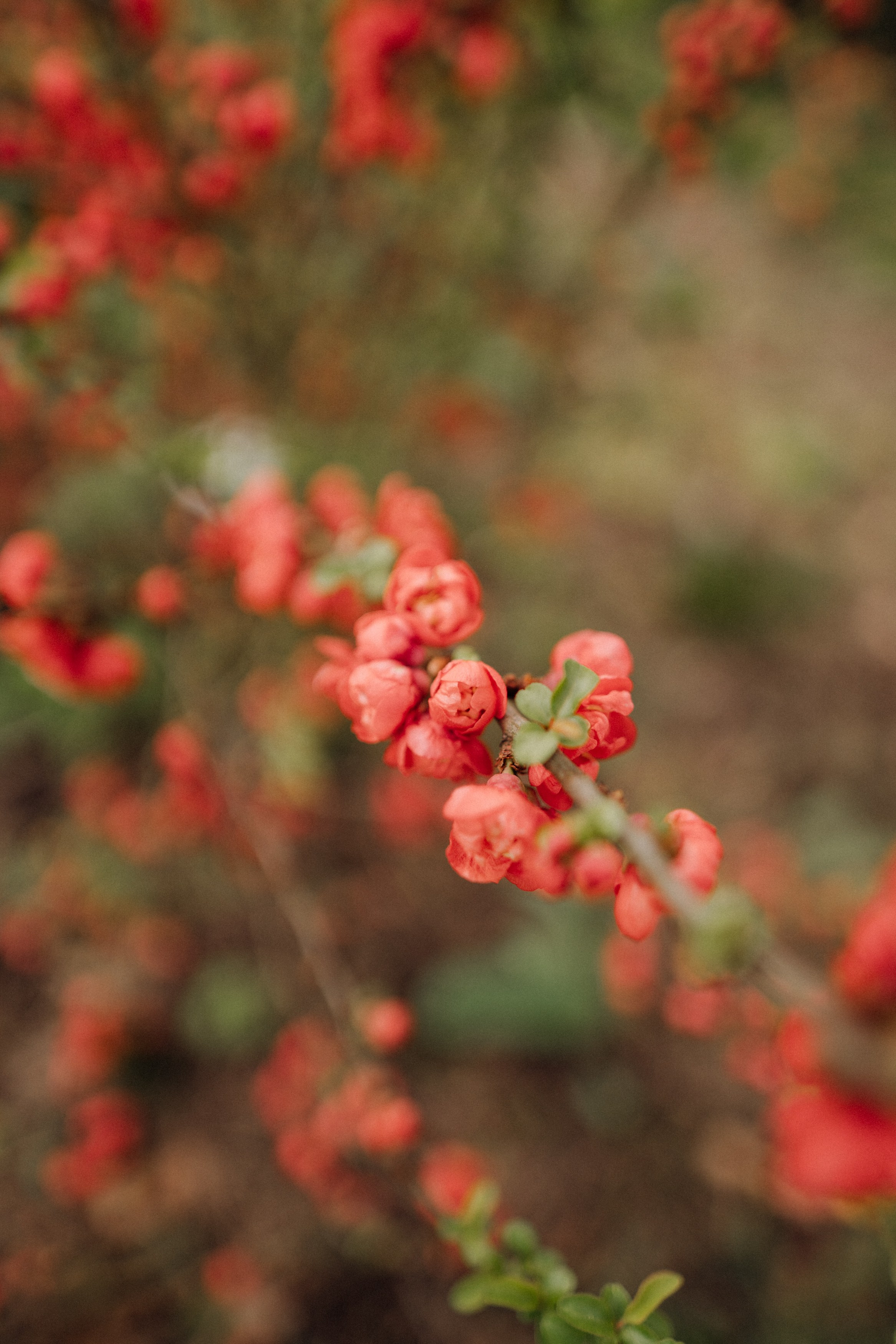 Nature. Фотограф в Праге Анна Лебедева