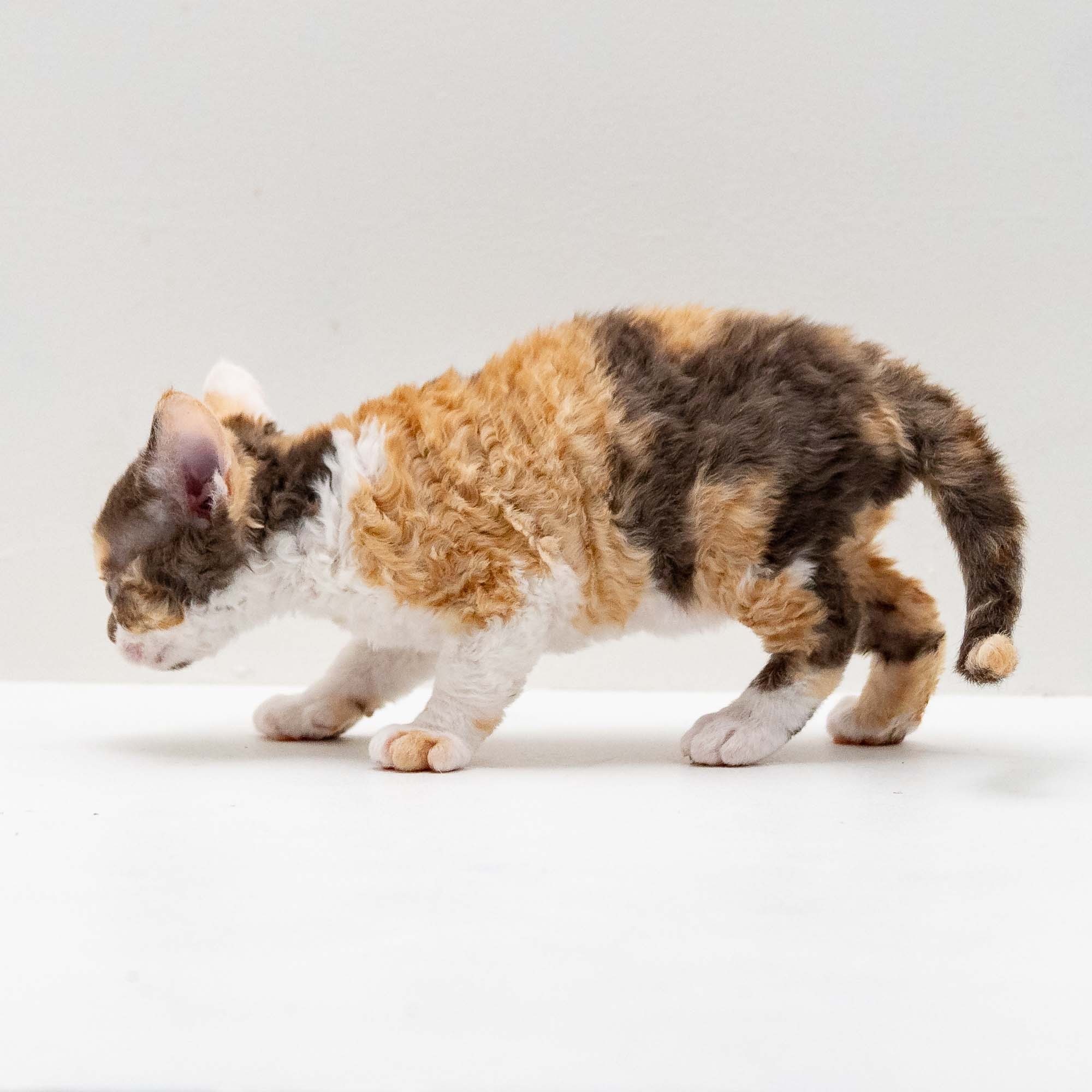Sepulka,  girl, born on 01.18.25. Devon Rex Pixie Cattery