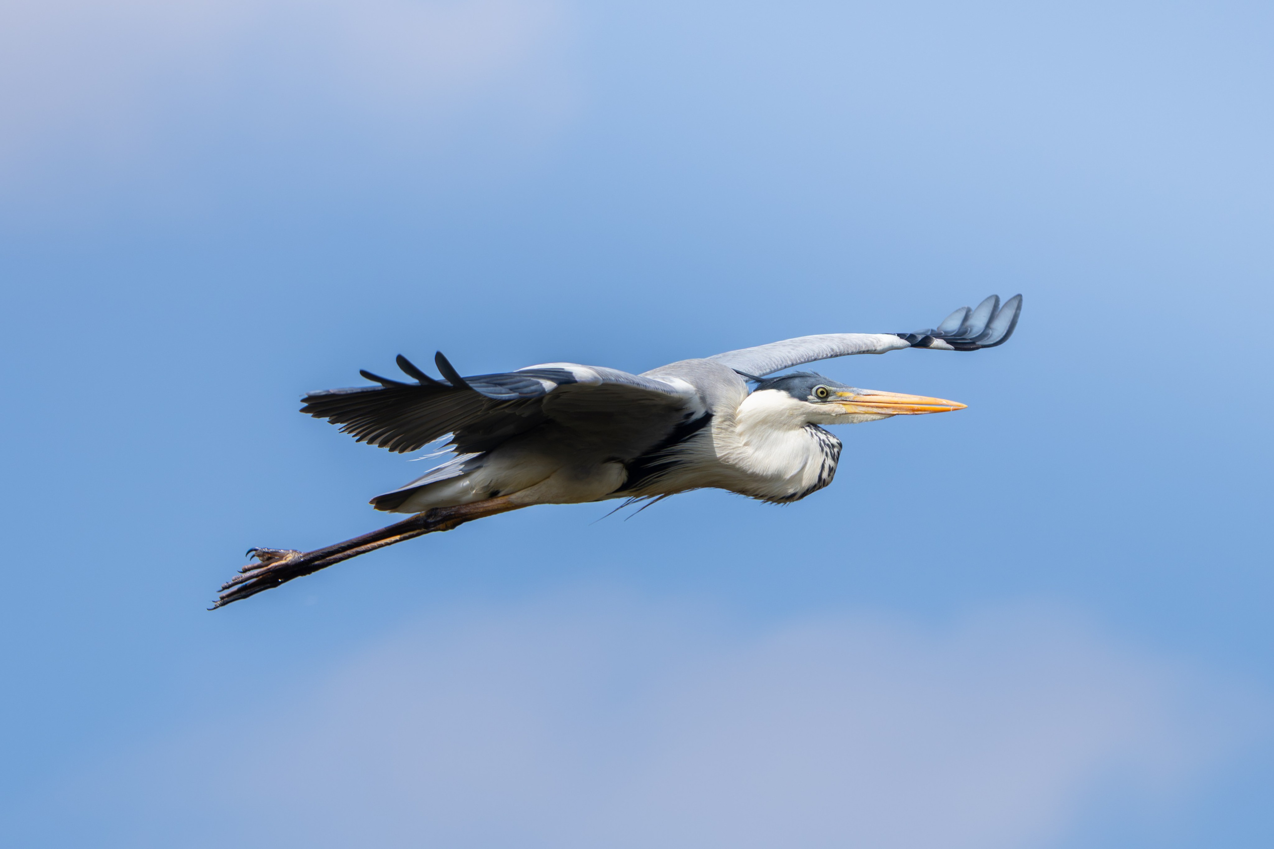 Avifauna. C Λ S N Λ | Fotografías
