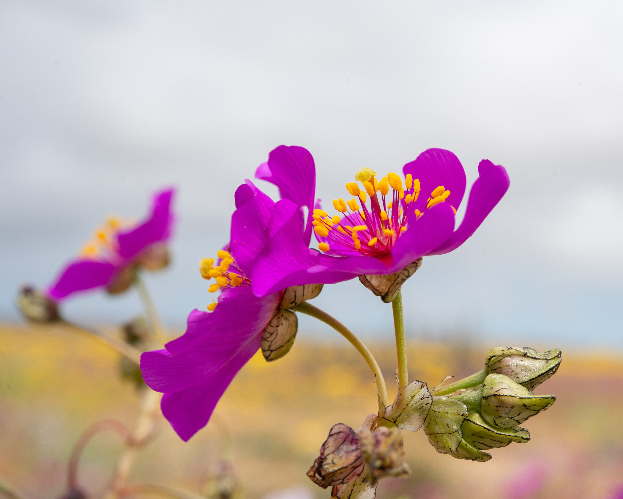 Flora. C Λ S N Λ | Fotografías
