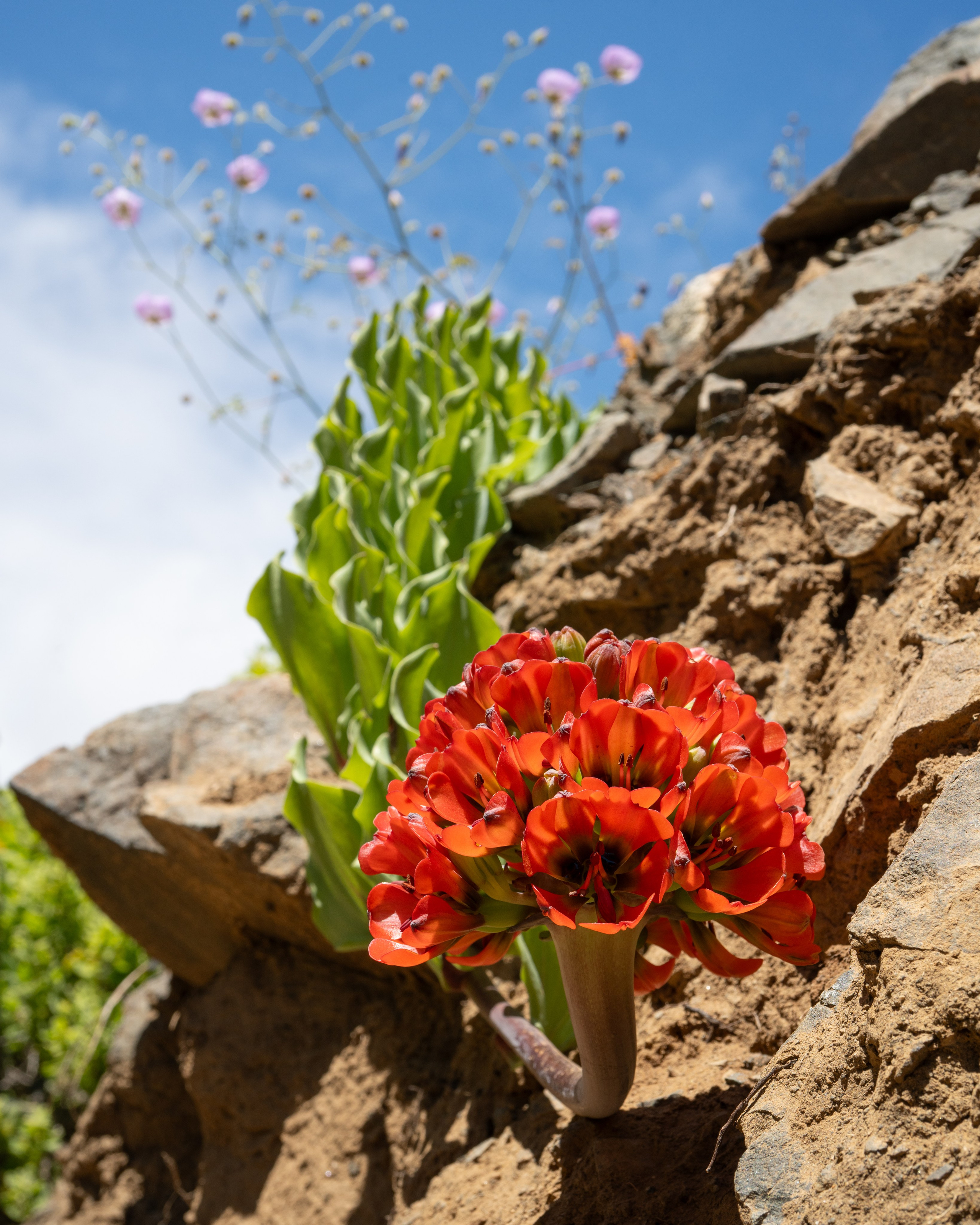 Flora. C Λ S N Λ | Fotografías