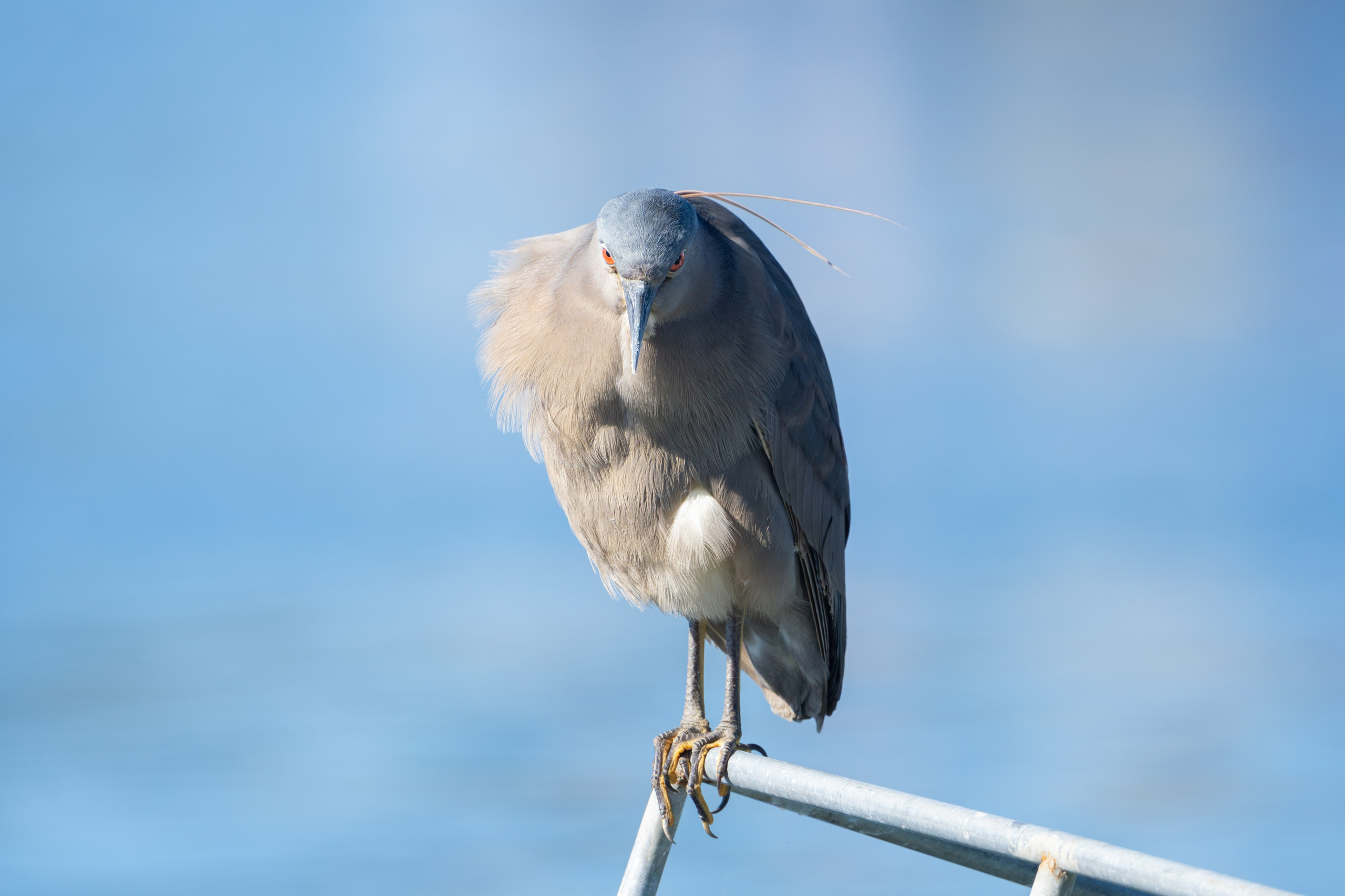 Avifauna. C Λ S N Λ | Fotografías