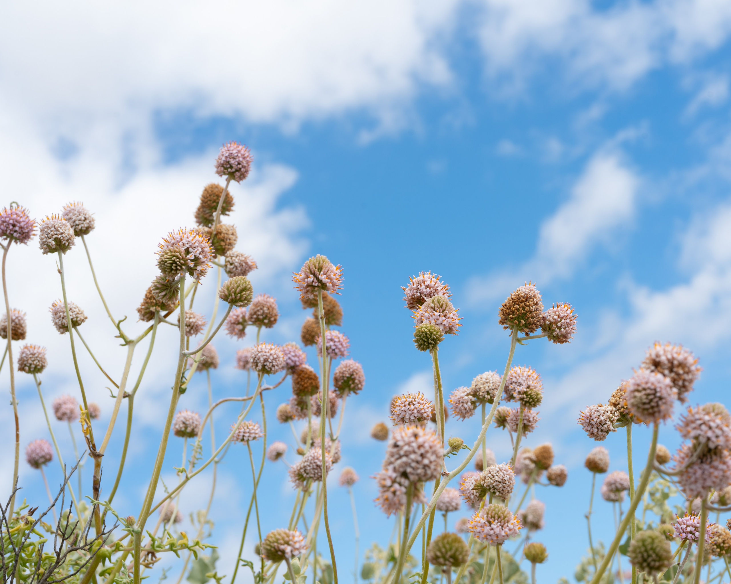 Flora. C Λ S N Λ | Fotografías