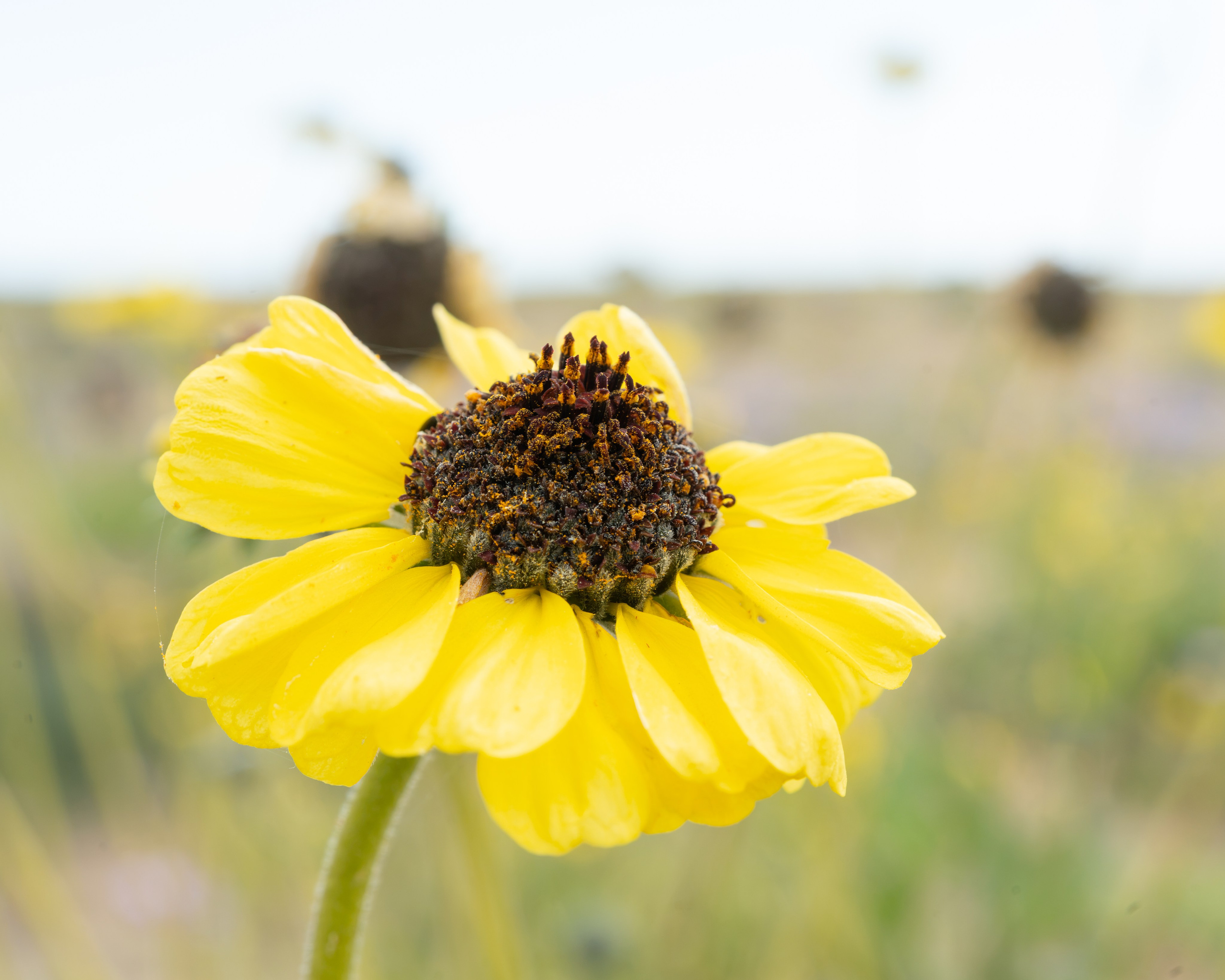 Flora. C Λ S N Λ | Fotografías