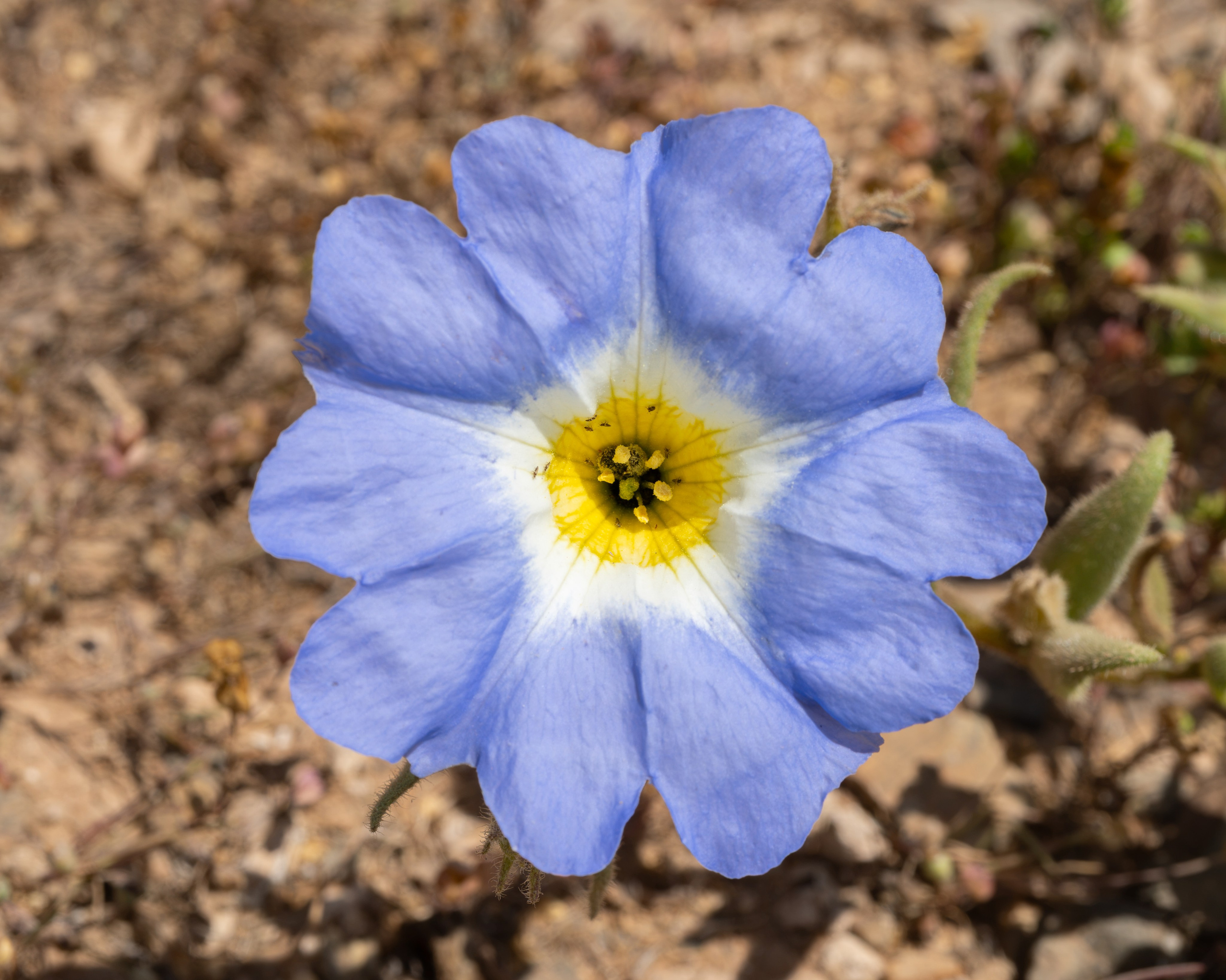 Flora. C Λ S N Λ | Fotografías
