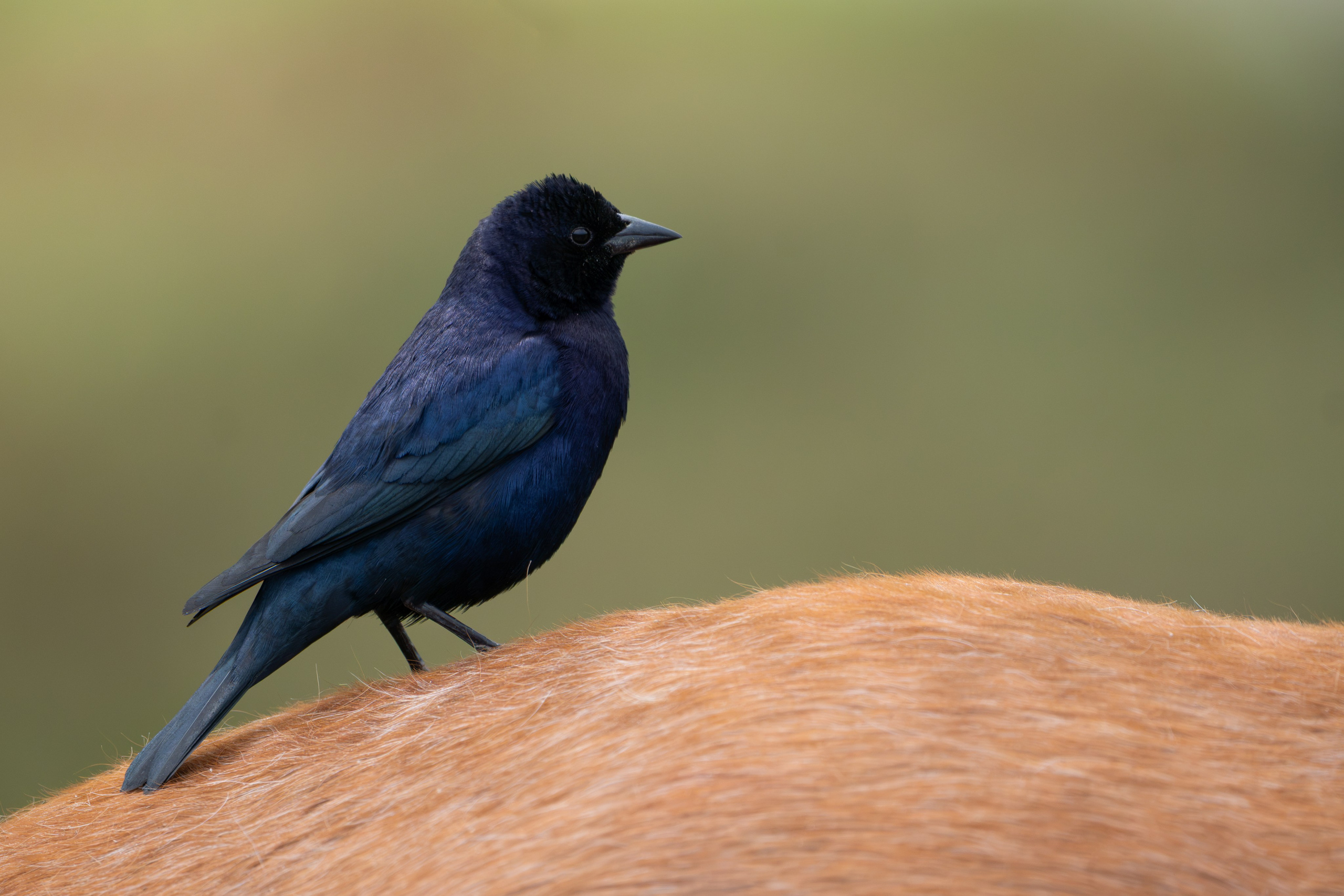 Avifauna. C Λ S N Λ | Fotografías