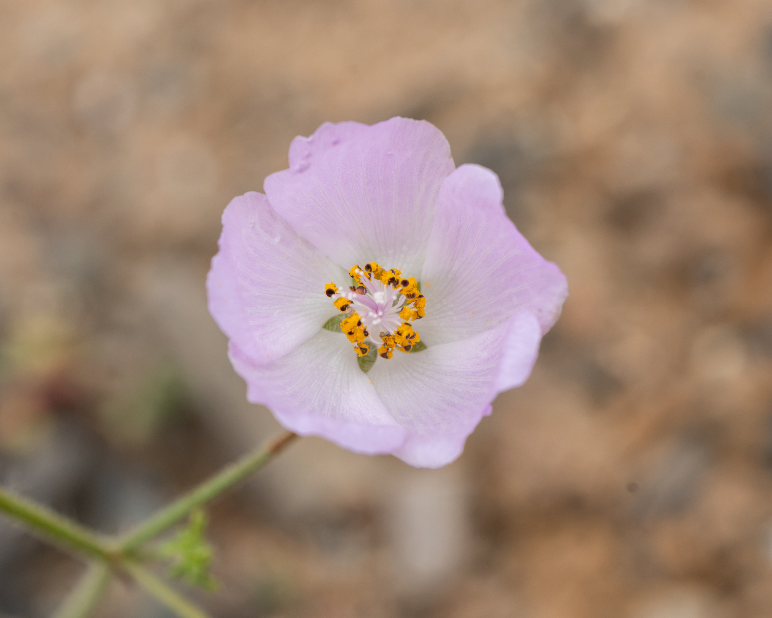 Flora. C Λ S N Λ | Fotografías