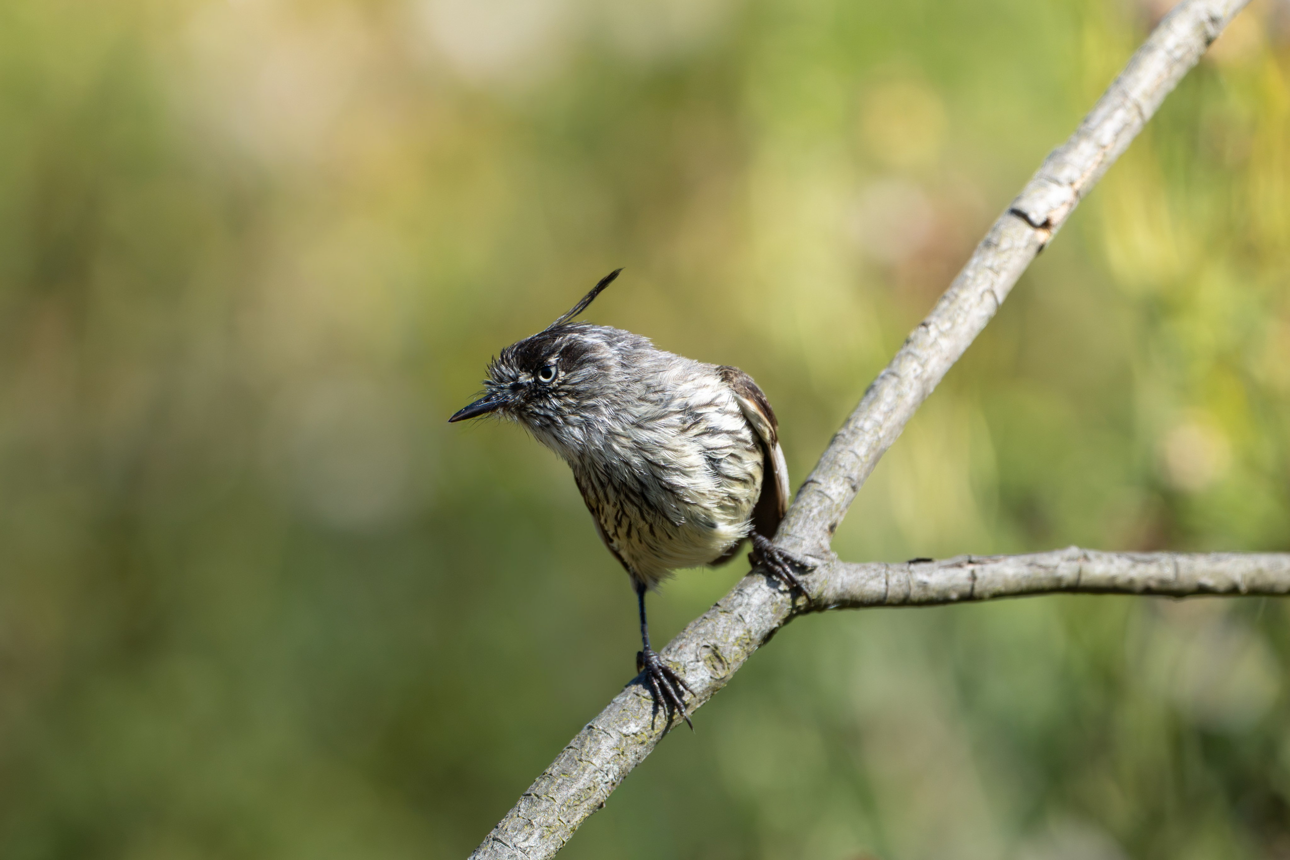 Avifauna. C Λ S N Λ | Fotografías