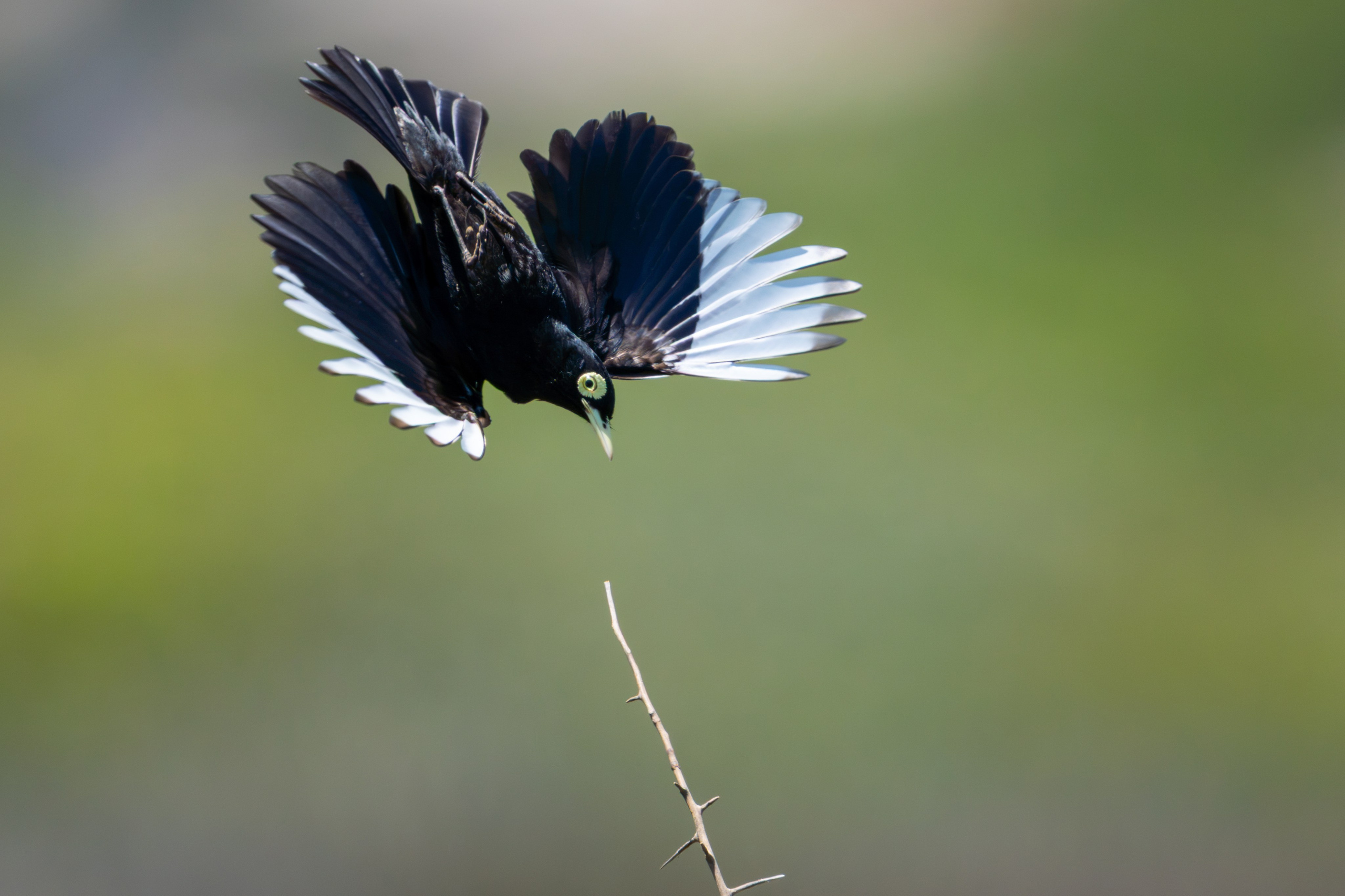 Avifauna. C Λ S N Λ | Fotografías