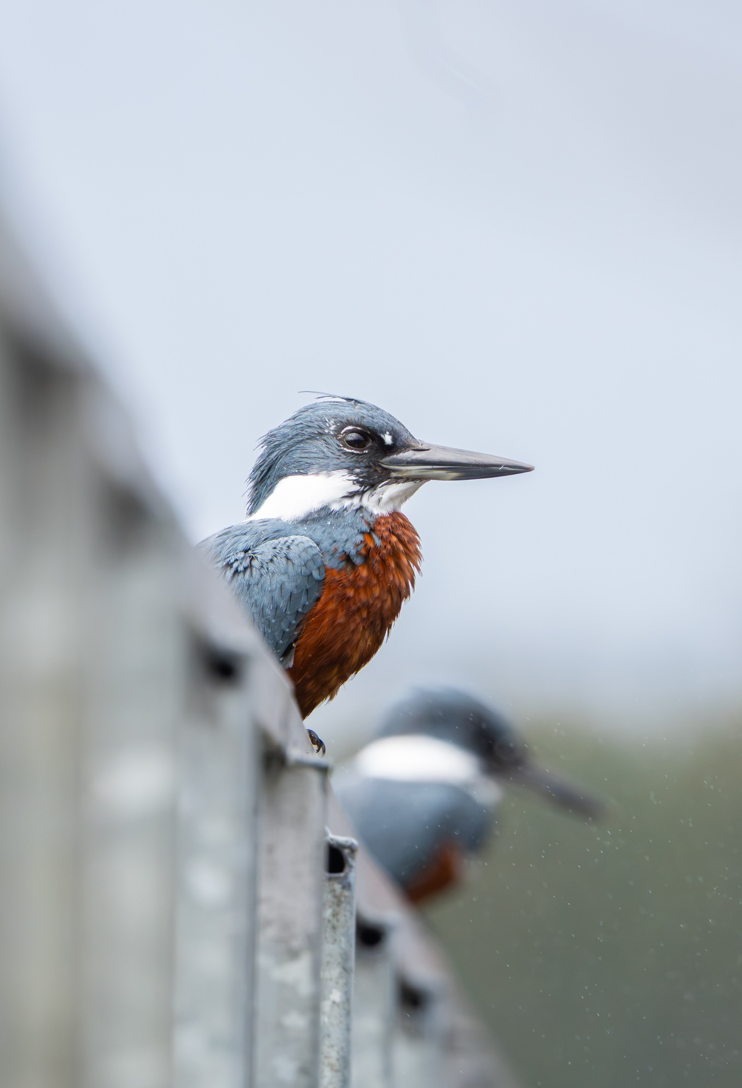Avifauna. C Λ S N Λ | Fotografías