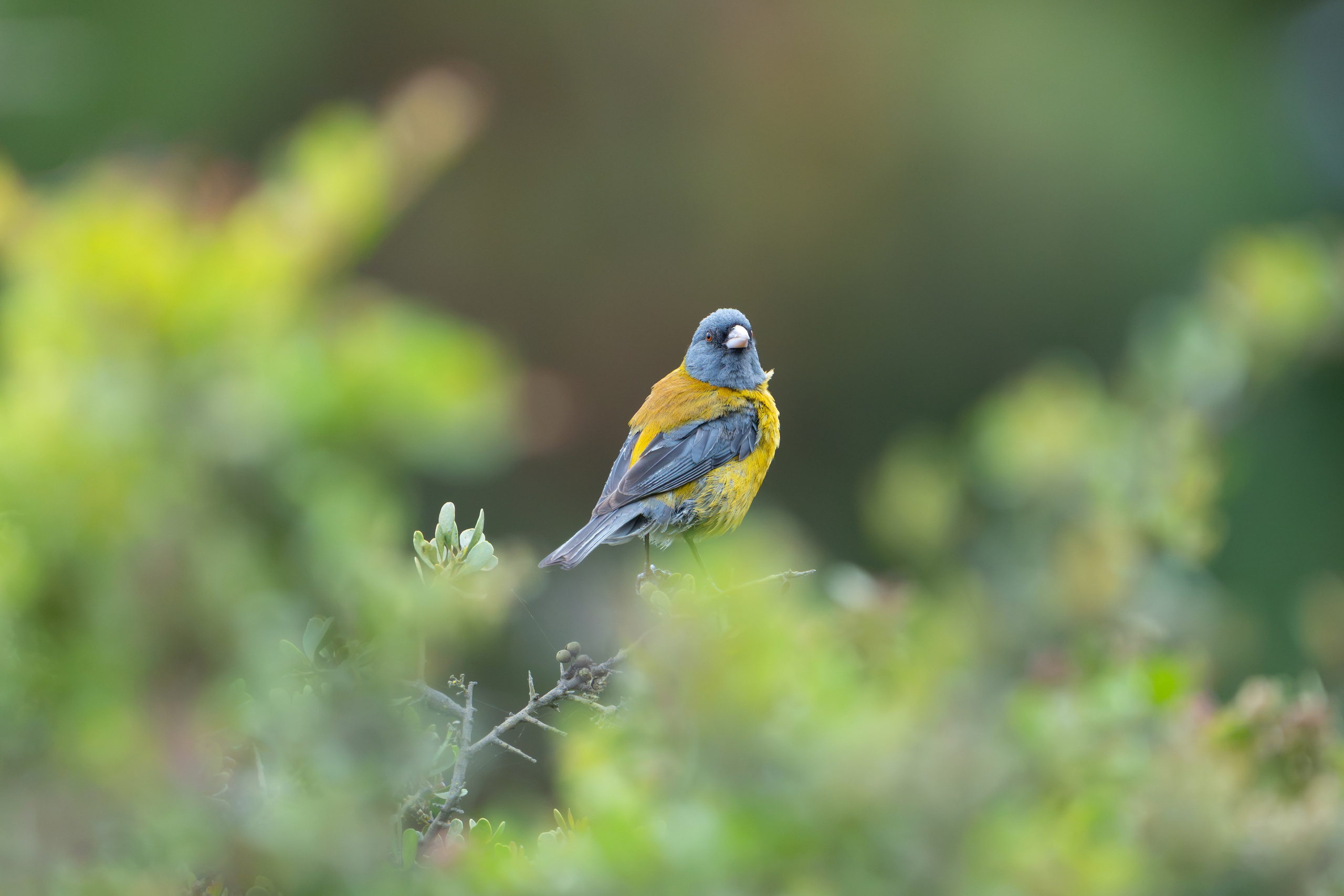 Avifauna. C Λ S N Λ | Fotografías