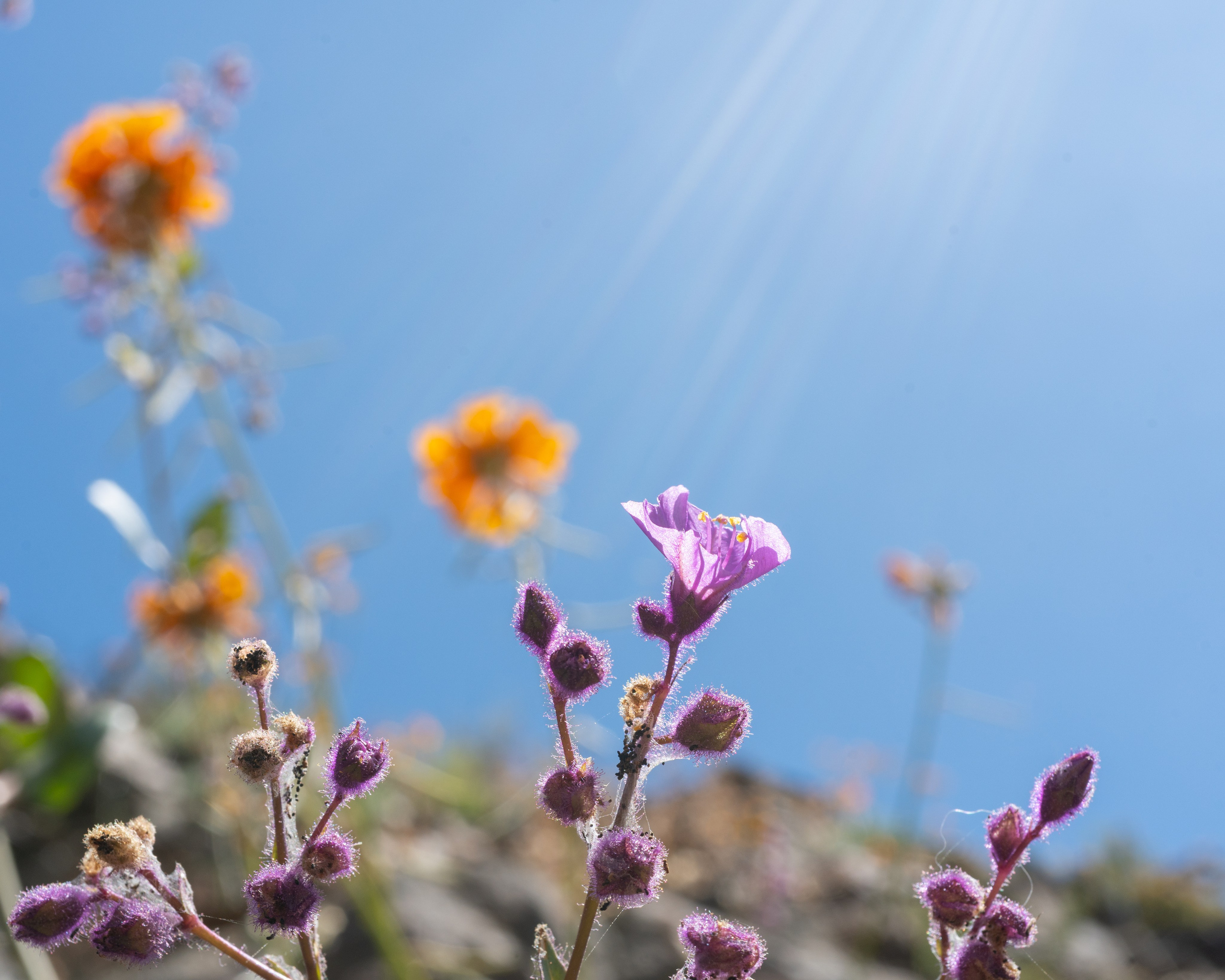 Flora. C Λ S N Λ | Fotografías