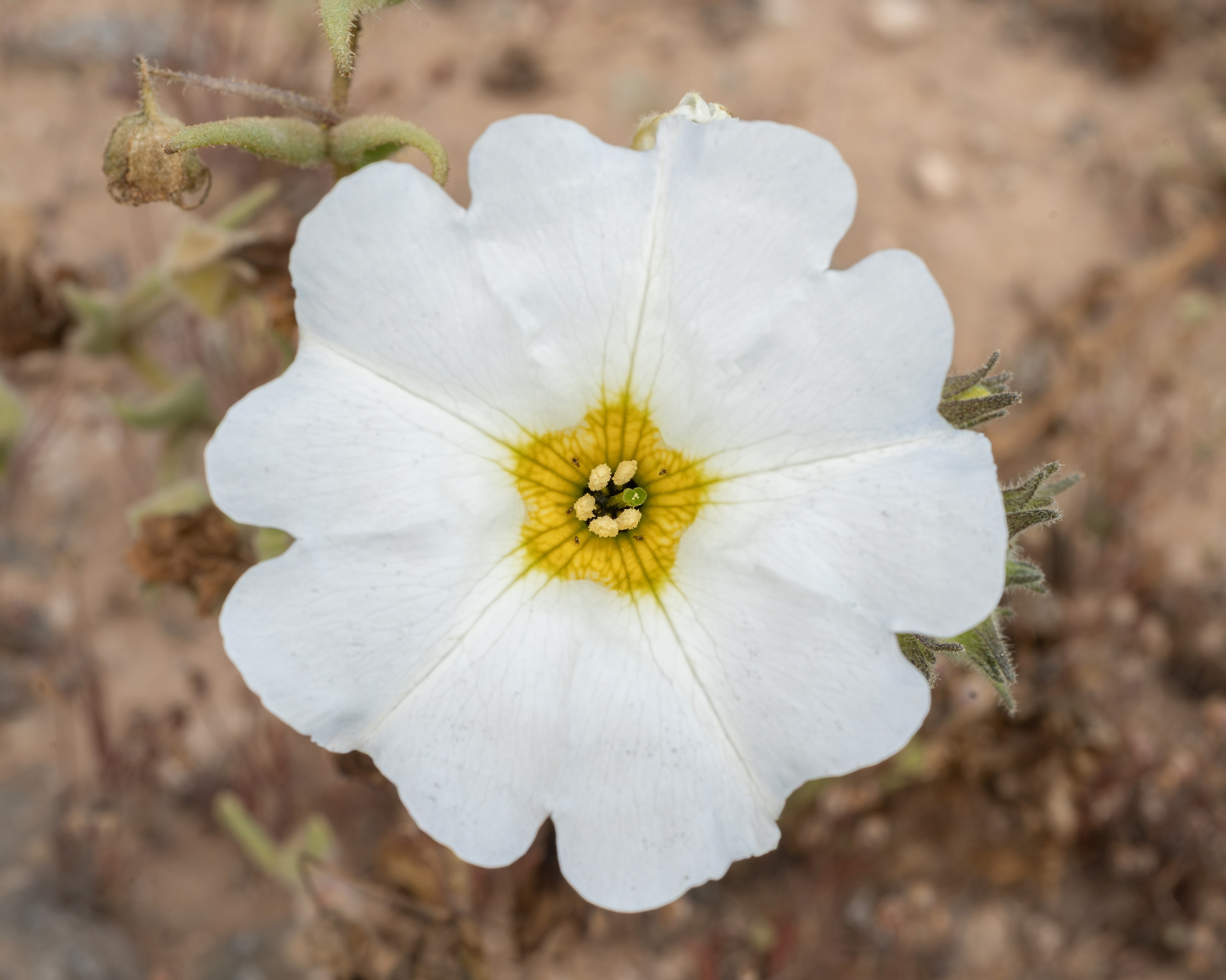 Flora. C Λ S N Λ | Fotografías