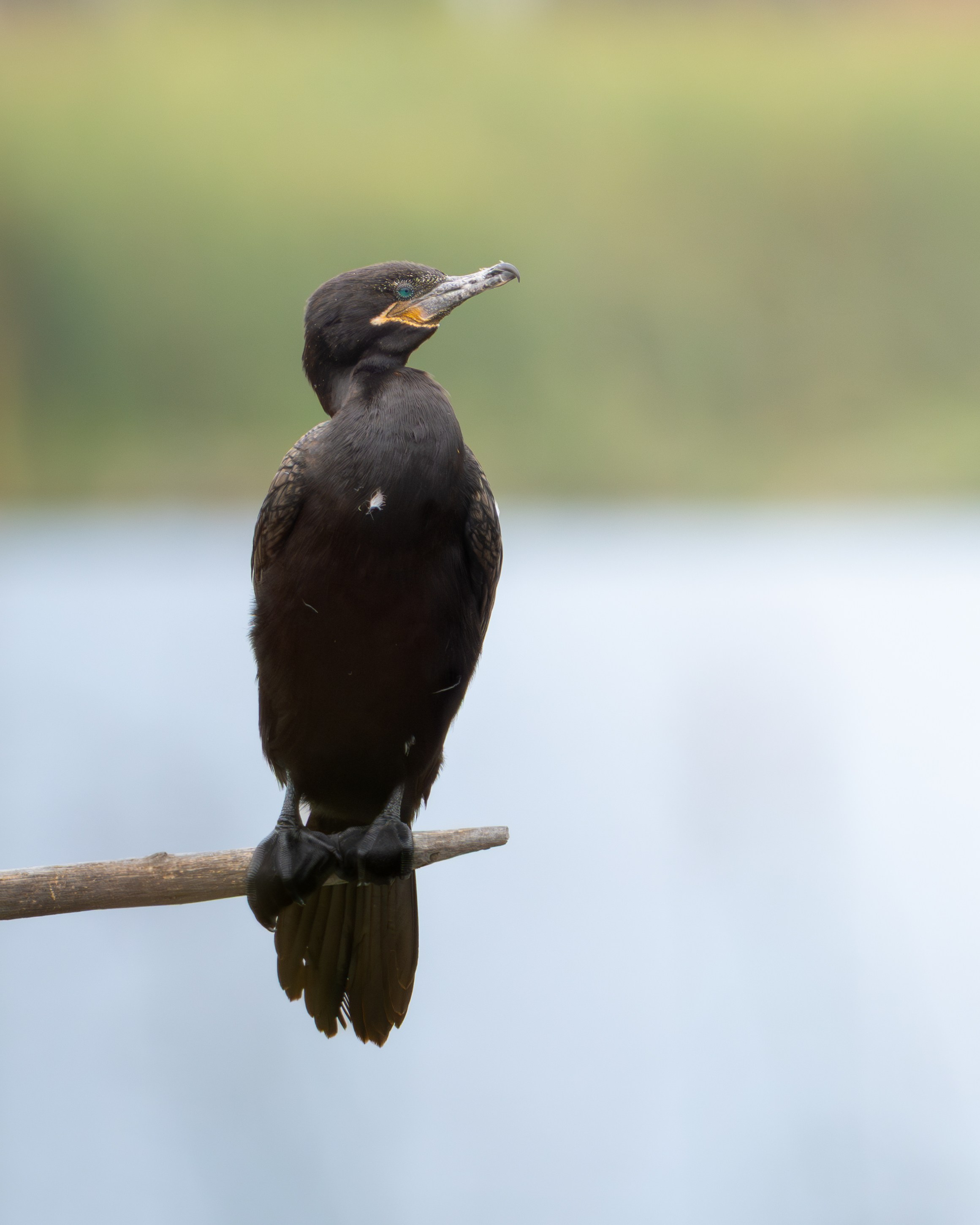 Avifauna. C Λ S N Λ | Fotografías
