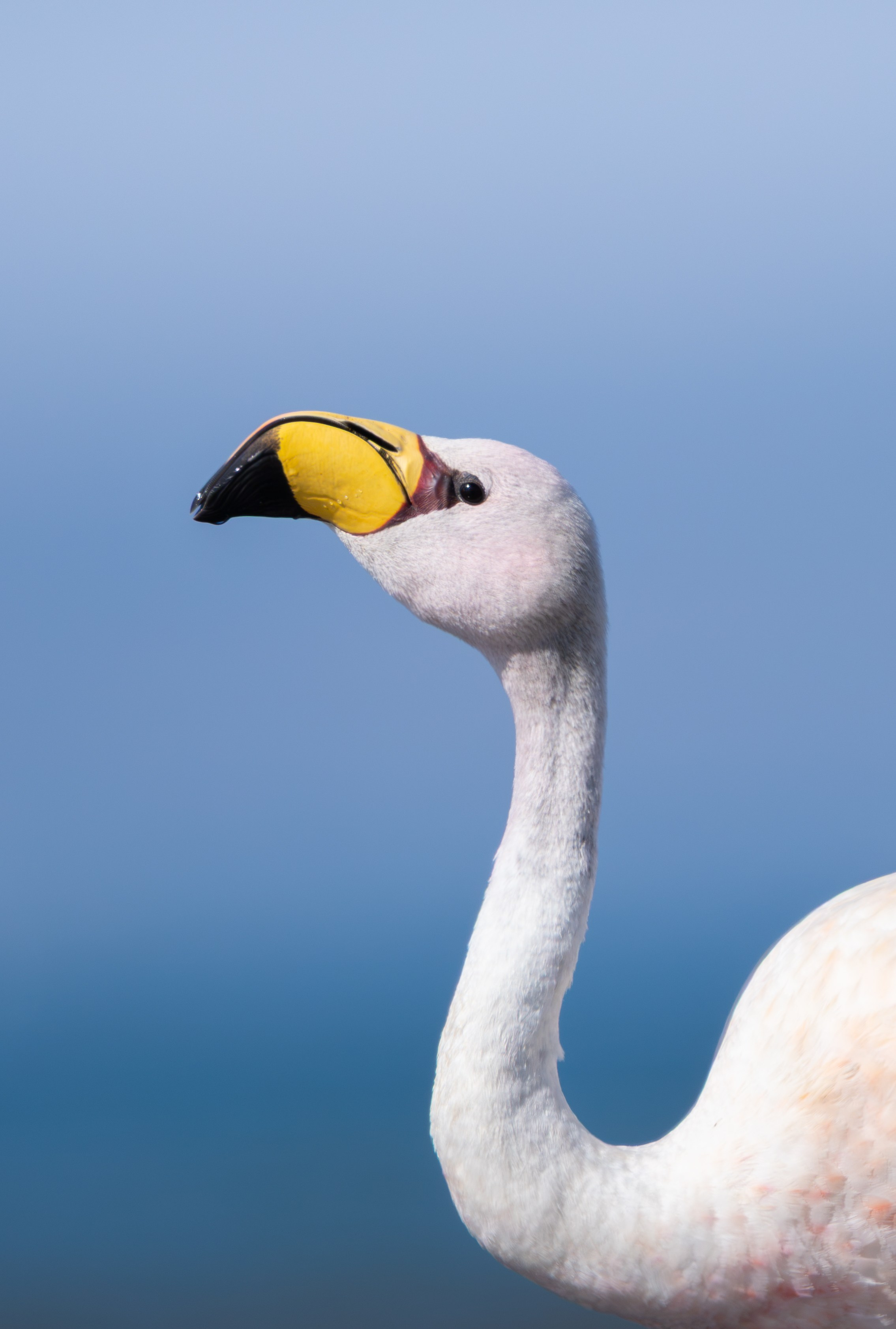 Avifauna. C Λ S N Λ | Fotografías