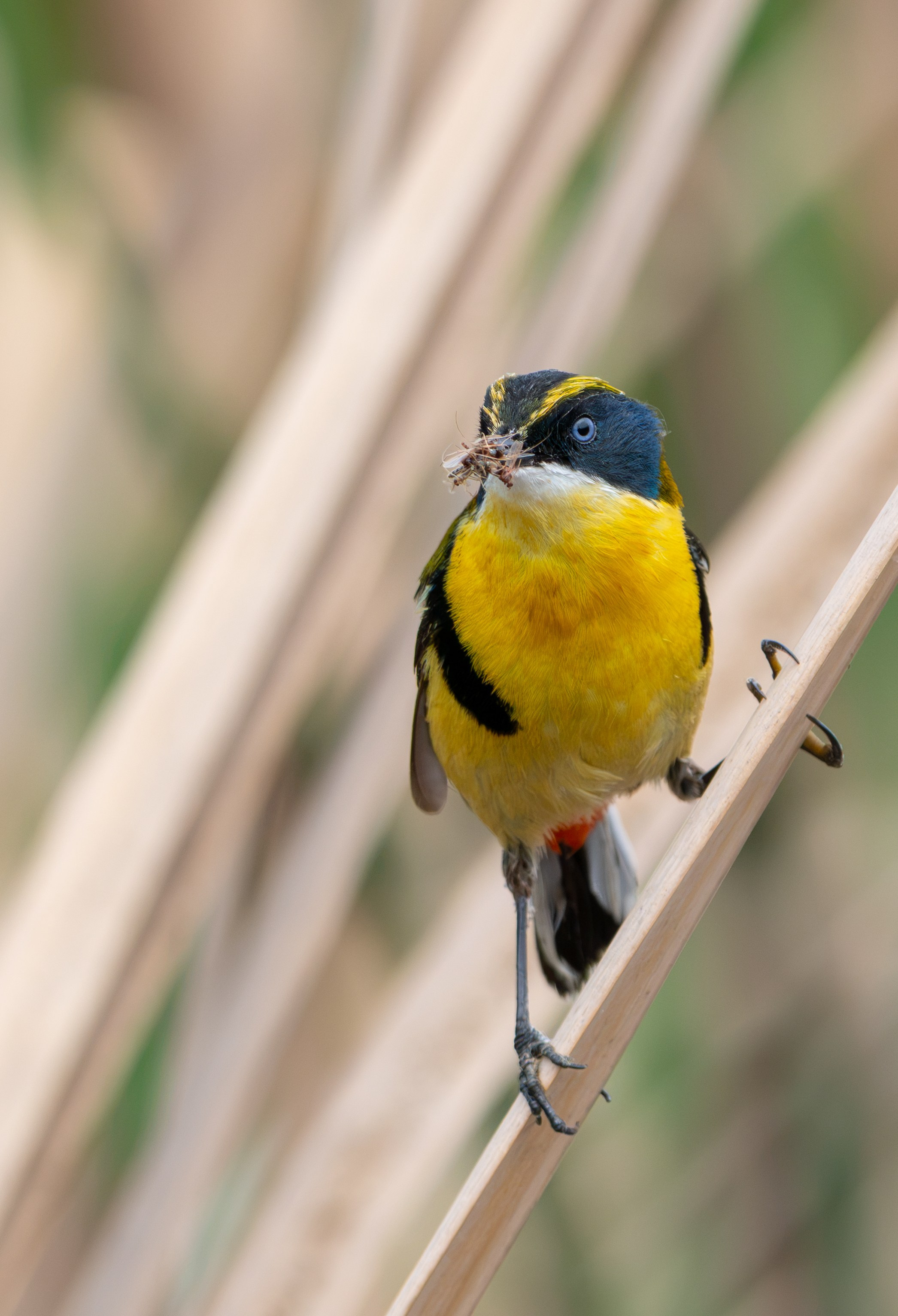 Avifauna. C Λ S N Λ | Fotografías