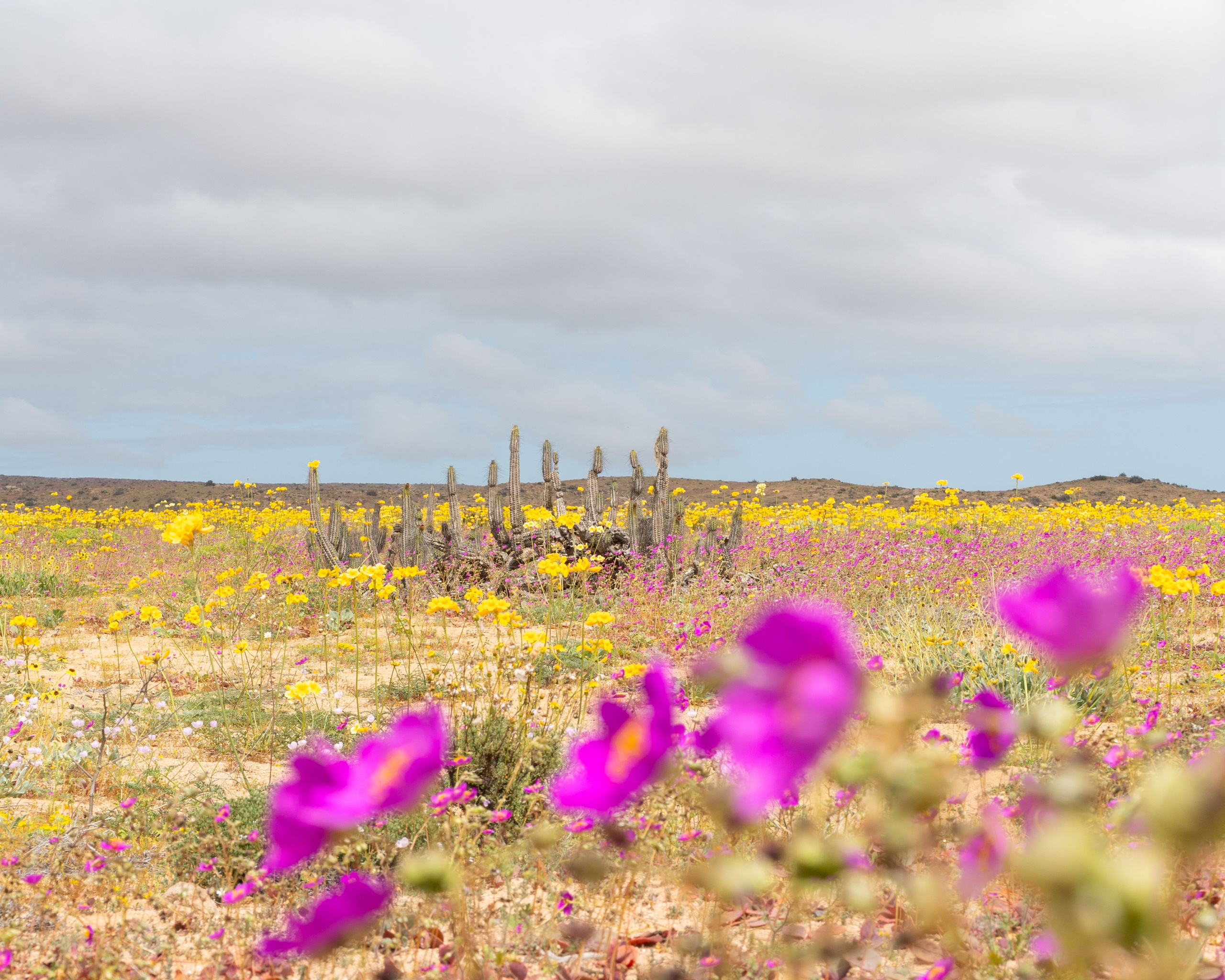 Flora. C Λ S N Λ | Fotografías