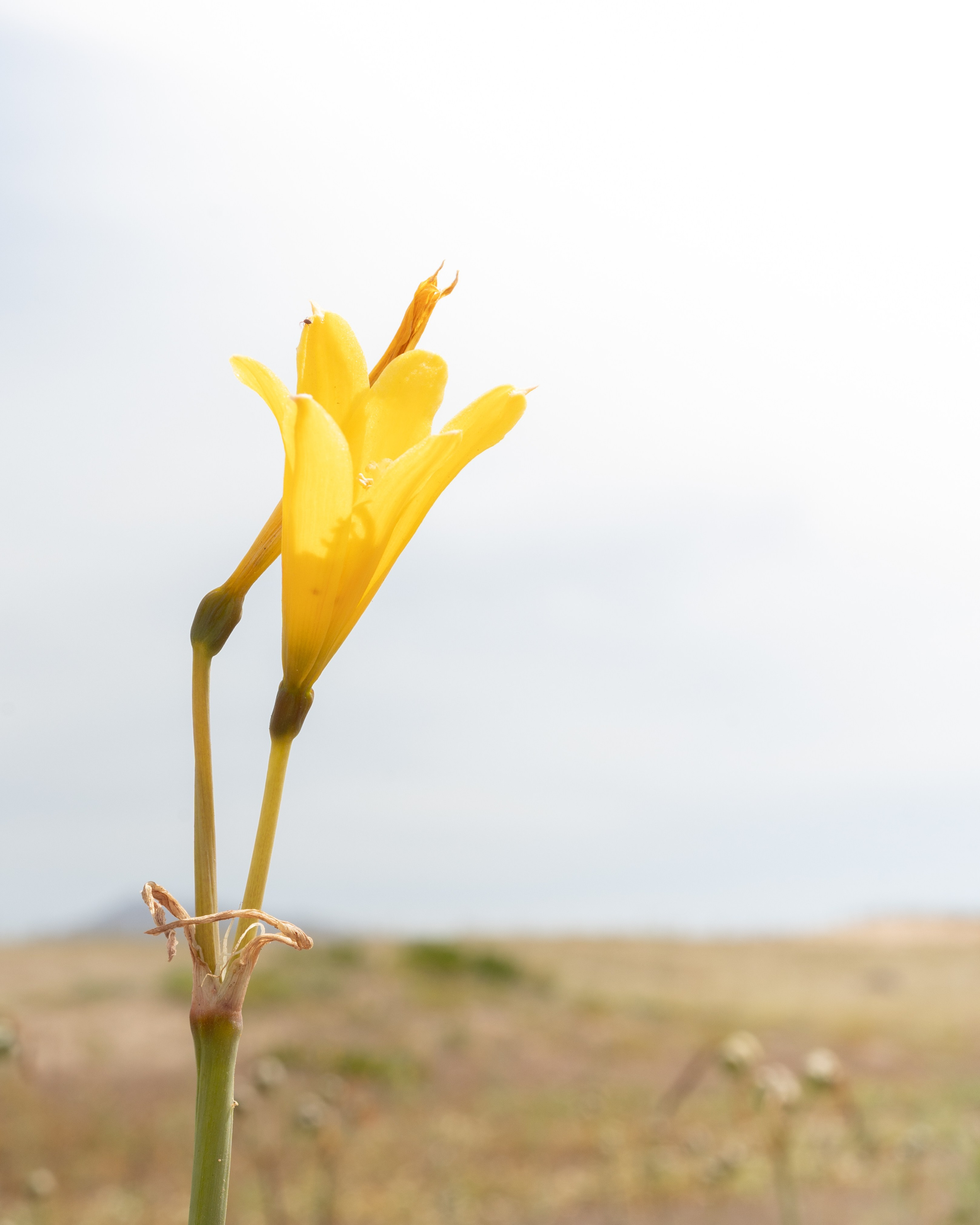 Flora. C Λ S N Λ | Fotografías