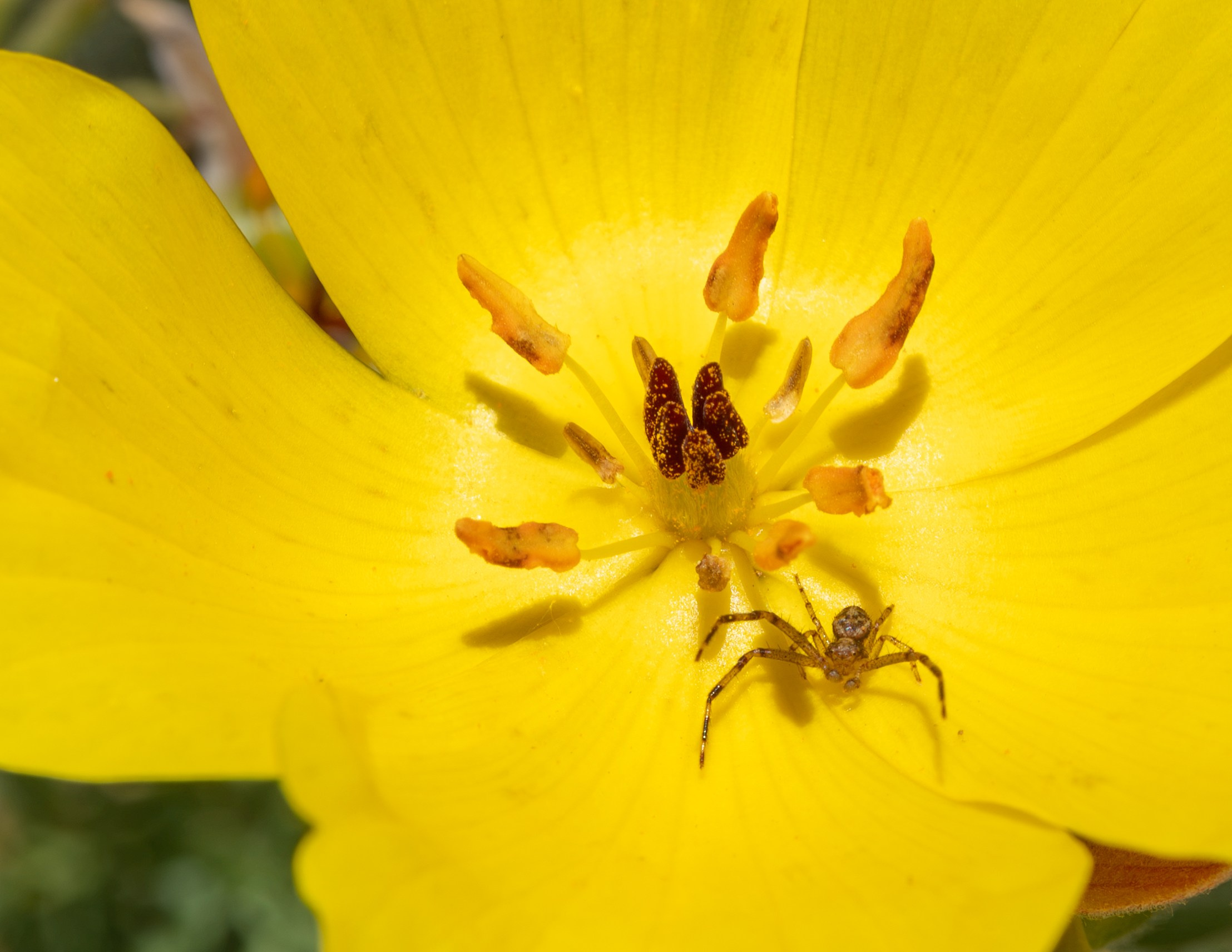 Flora. C Λ S N Λ | Fotografías