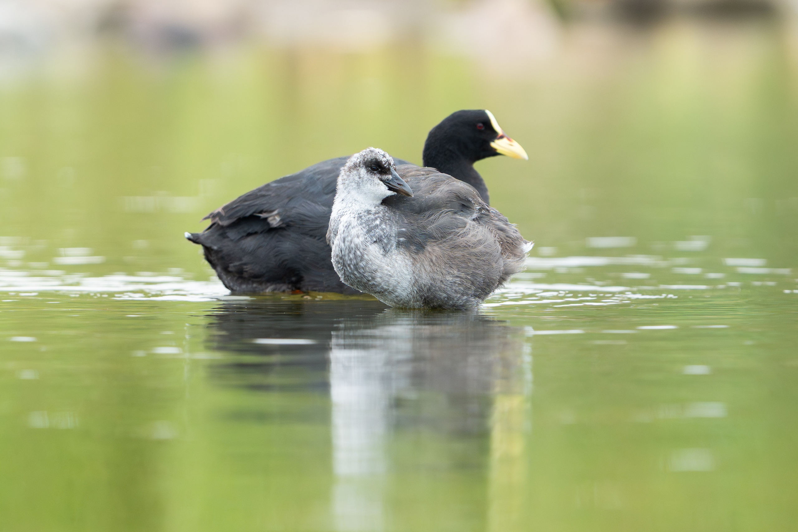 Avifauna. C Λ S N Λ | Fotografías