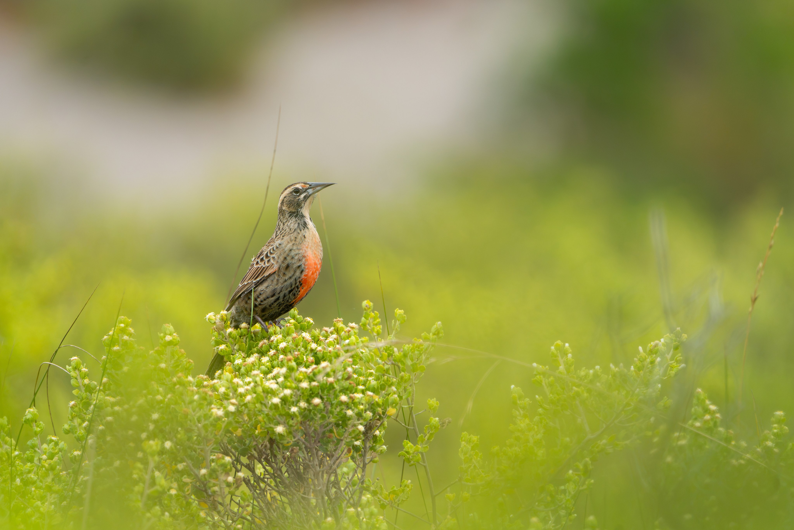 Avifauna. C Λ S N Λ | Fotografías