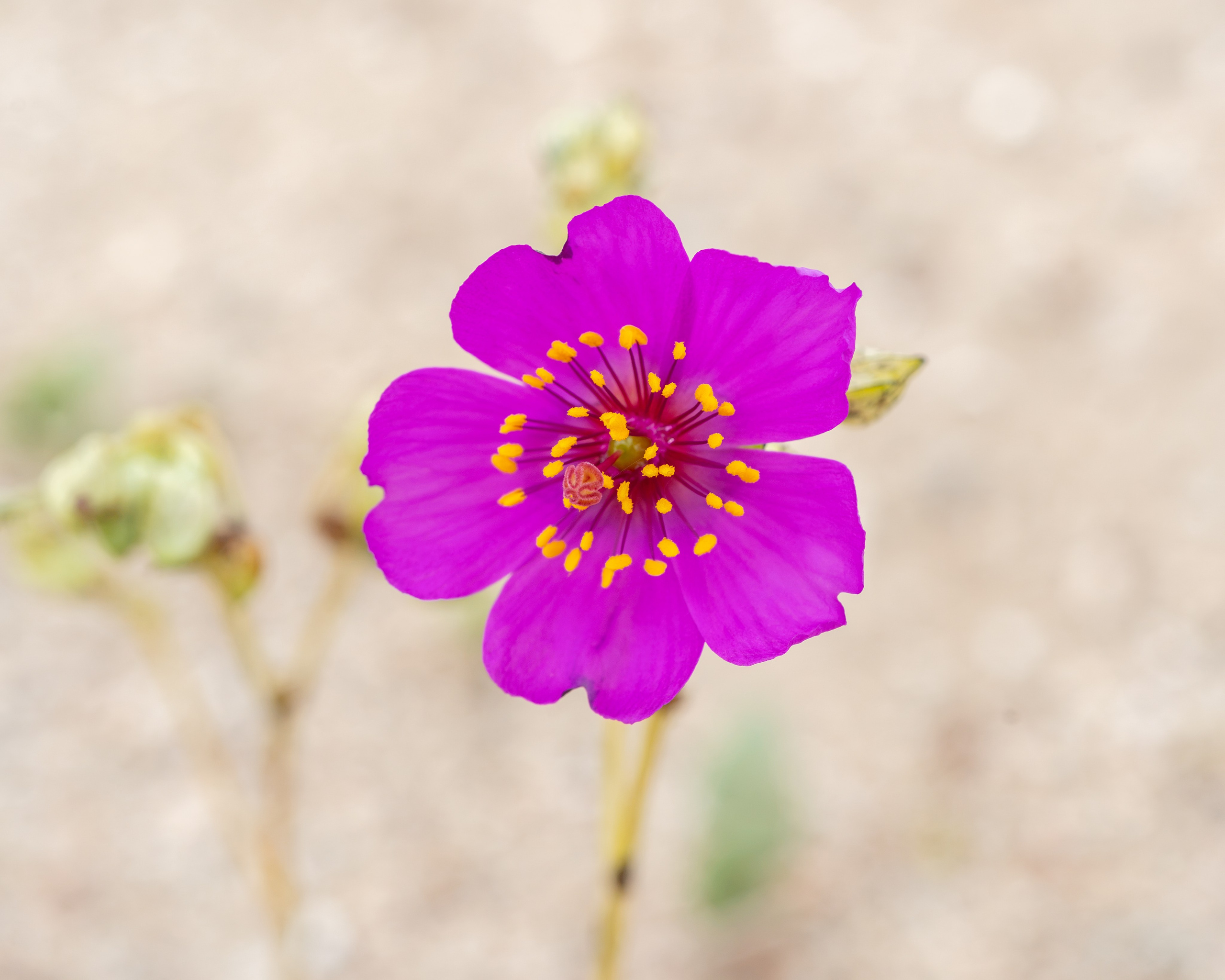 Flora. C Λ S N Λ | Fotografías