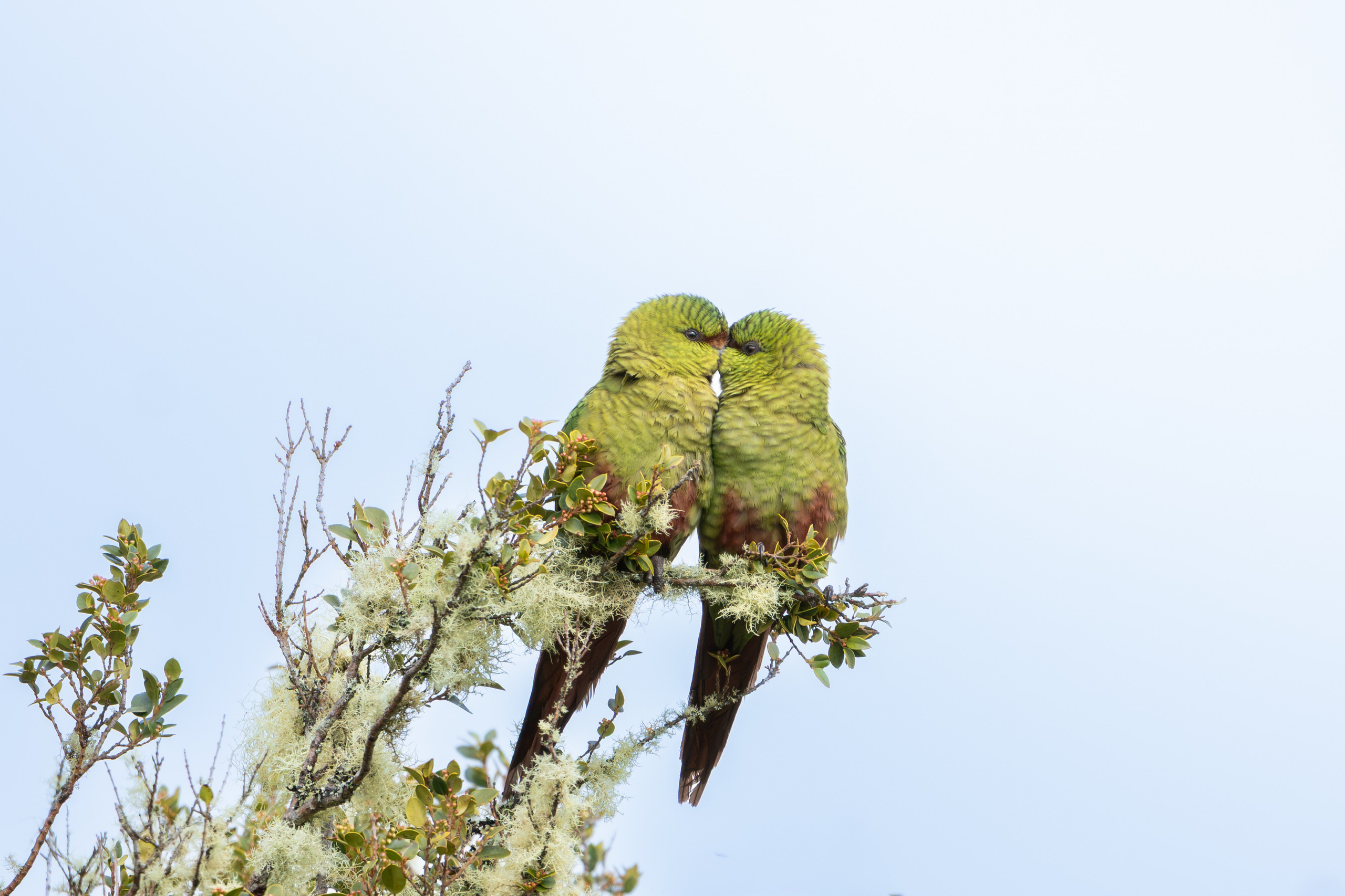 Avifauna. C Λ S N Λ | Fotografías
