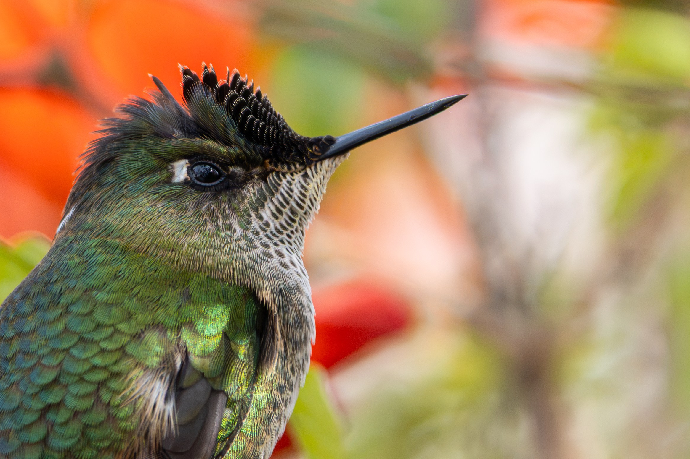 Avifauna. C Λ S N Λ | Fotografías