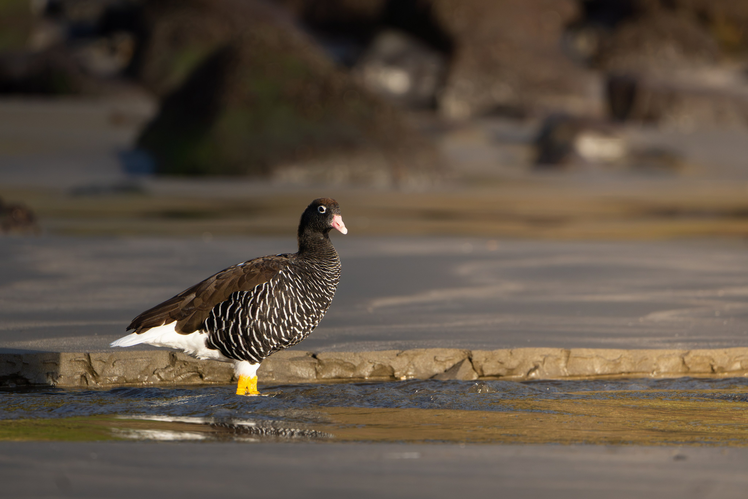 Avifauna. C Λ S N Λ | Fotografías