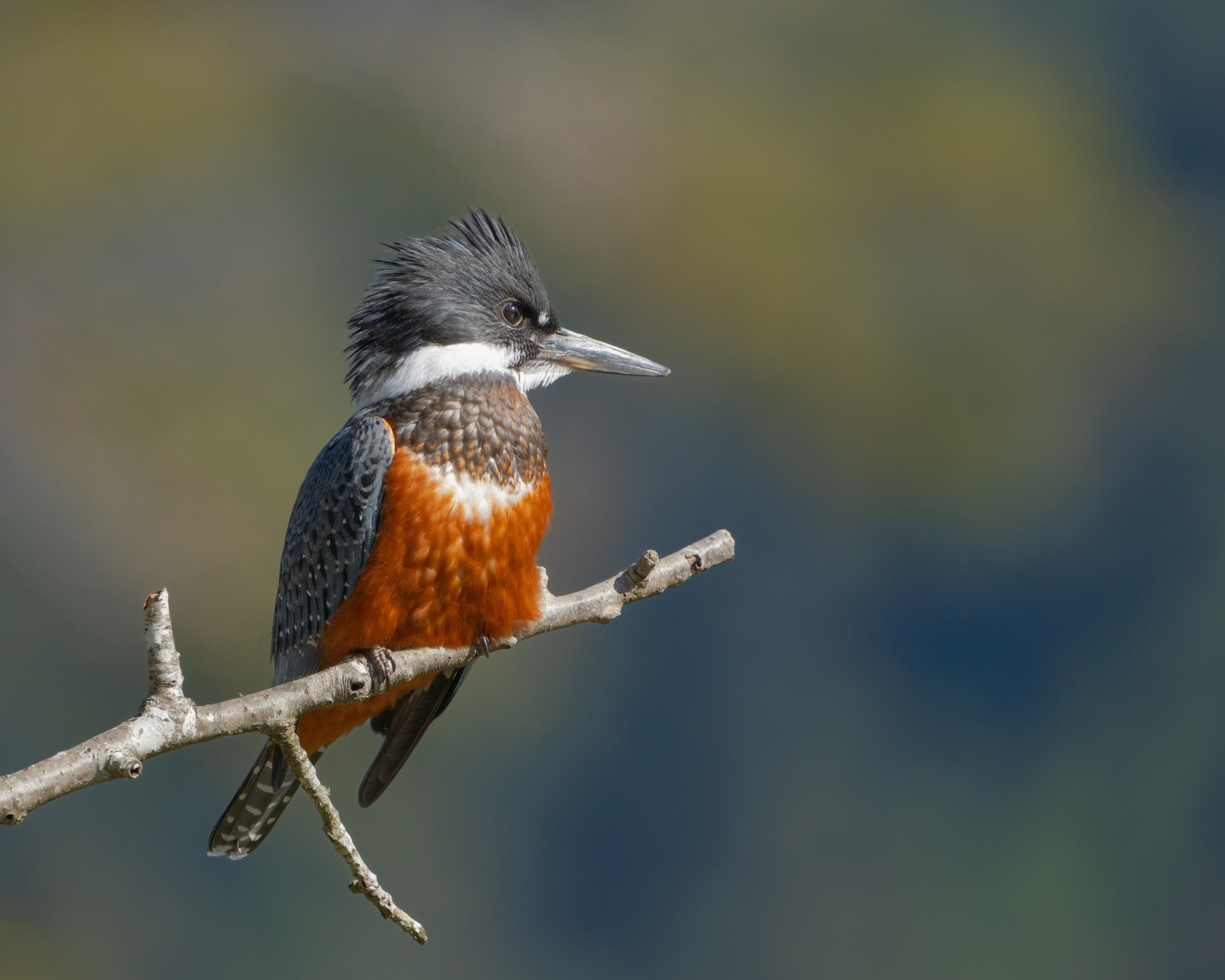 Avifauna. C Λ S N Λ | Fotografías