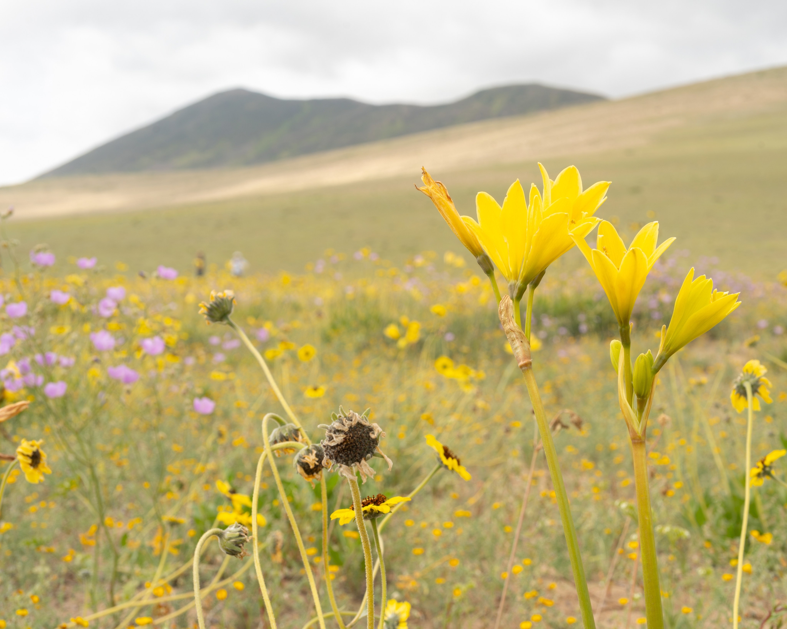 Flora. C Λ S N Λ | Fotografías