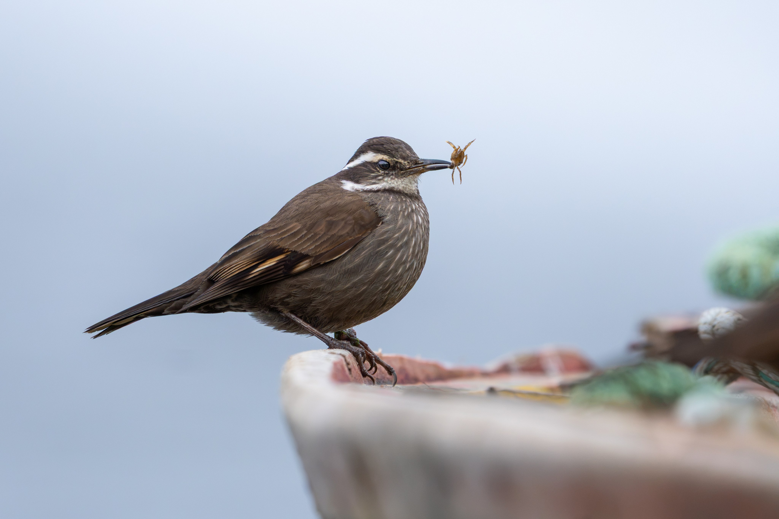 Avifauna. C Λ S N Λ | Fotografías