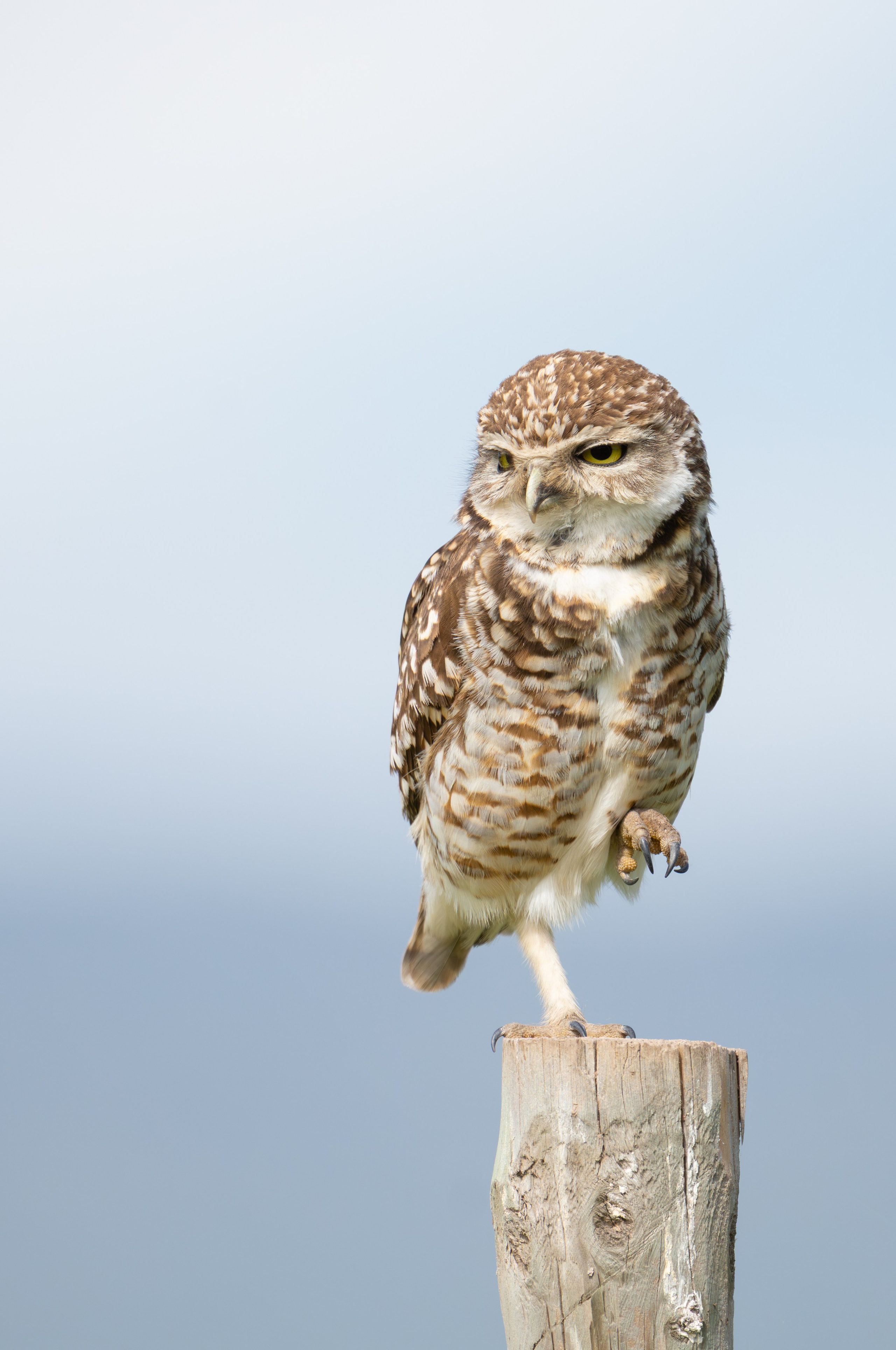 Avifauna. C Λ S N Λ | Fotografías