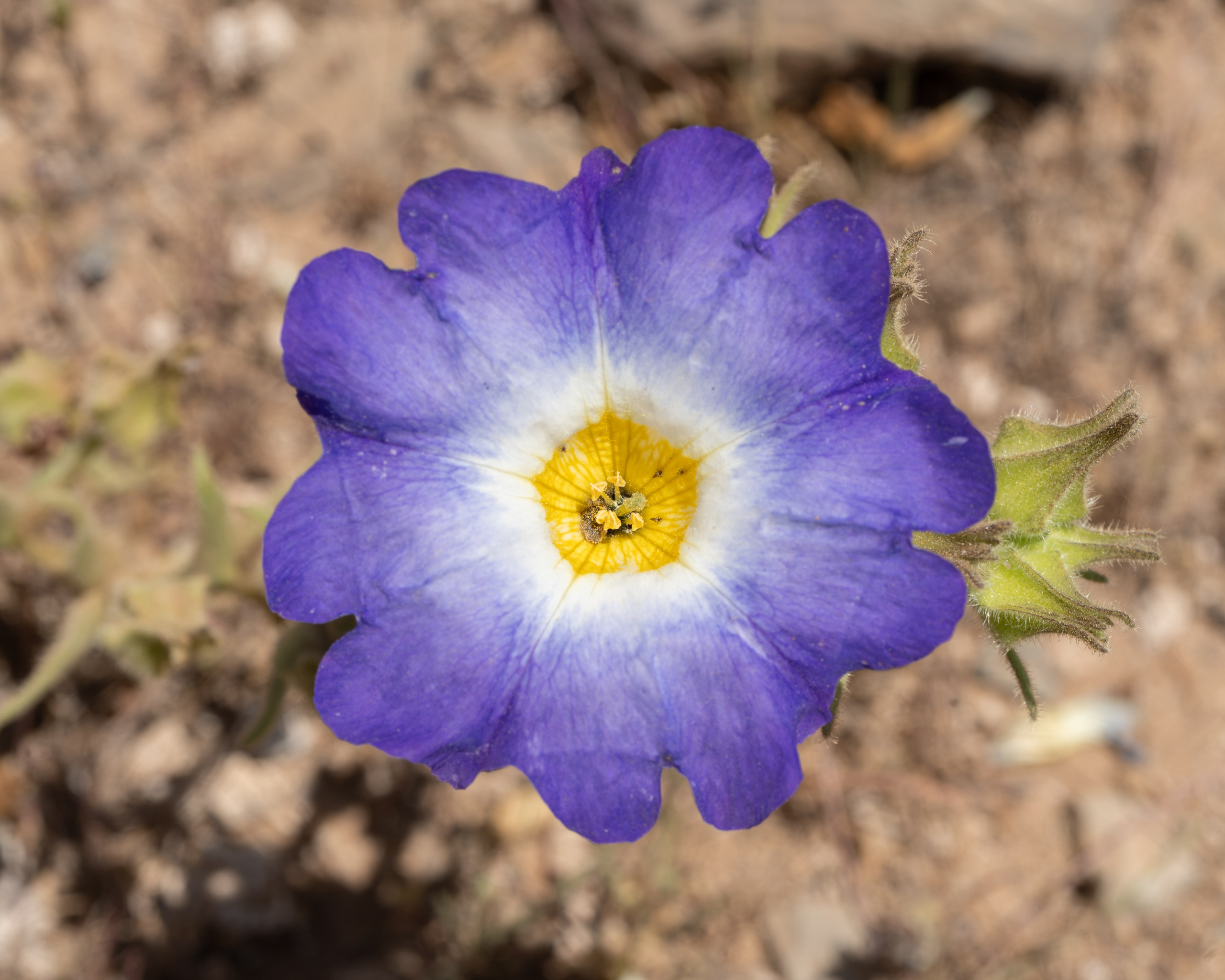 Flora. C Λ S N Λ | Fotografías