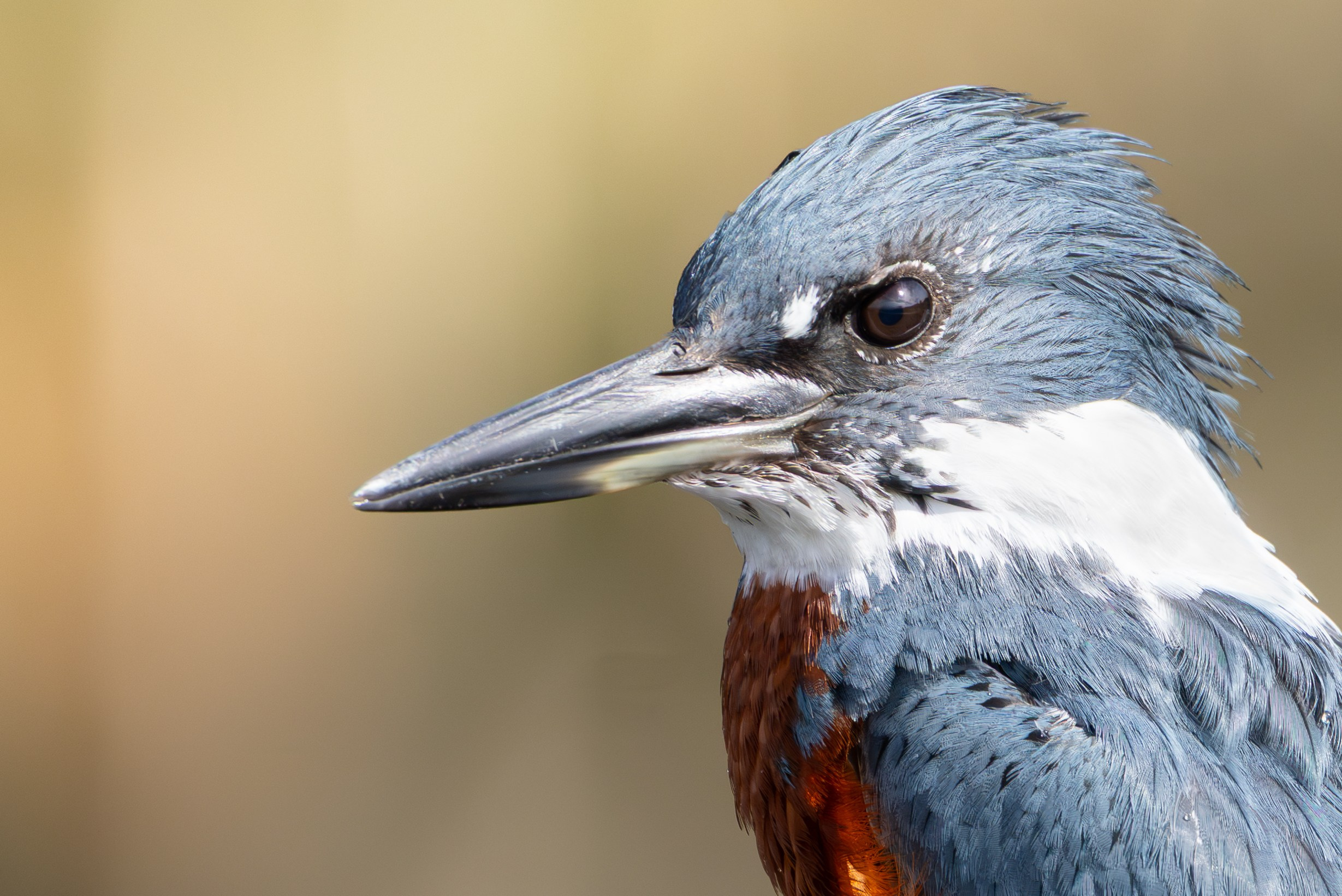 Avifauna. C Λ S N Λ | Fotografías