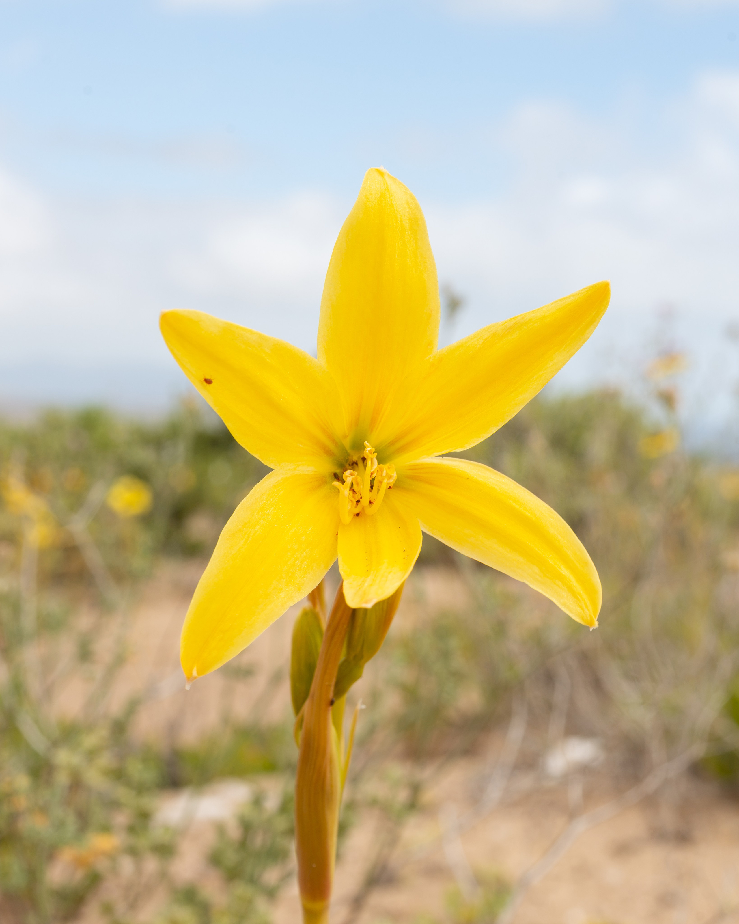 Flora. C Λ S N Λ | Fotografías