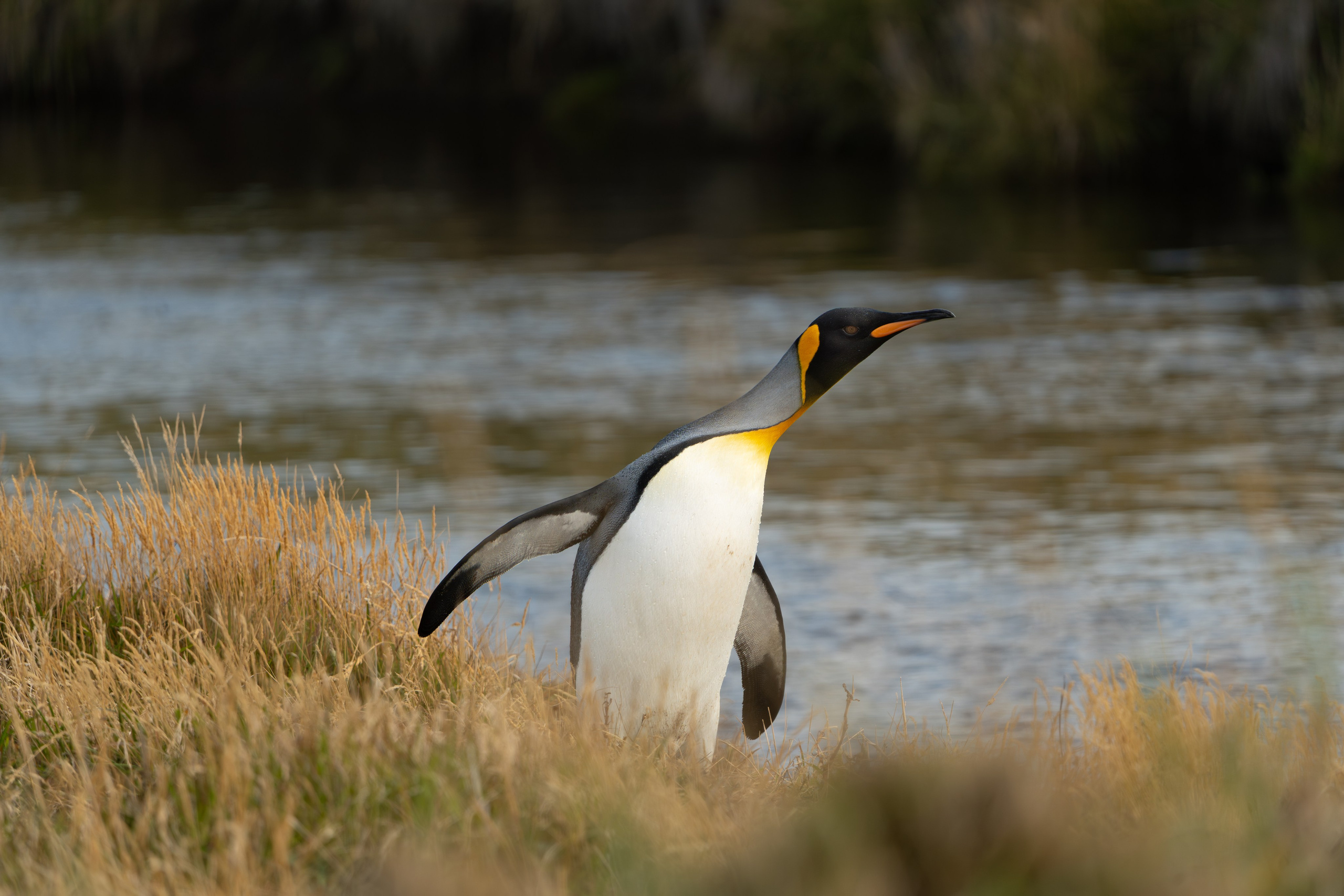 Avifauna. C Λ S N Λ | Fotografías