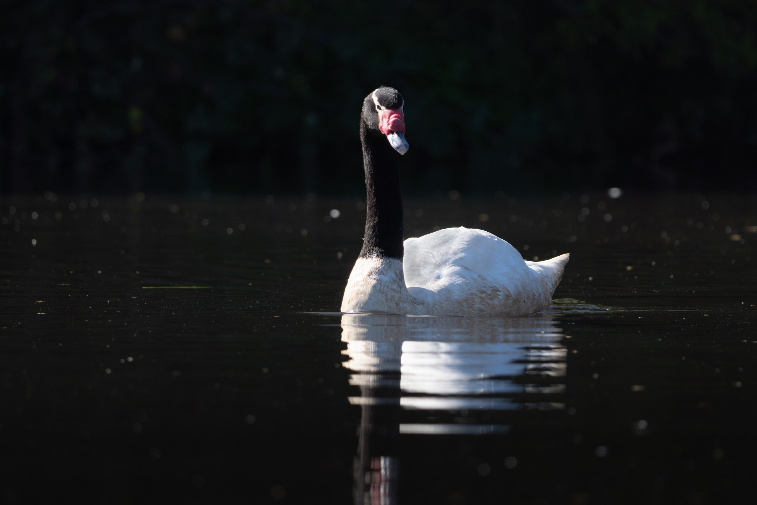 Avifauna. C Λ S N Λ | Fotografías